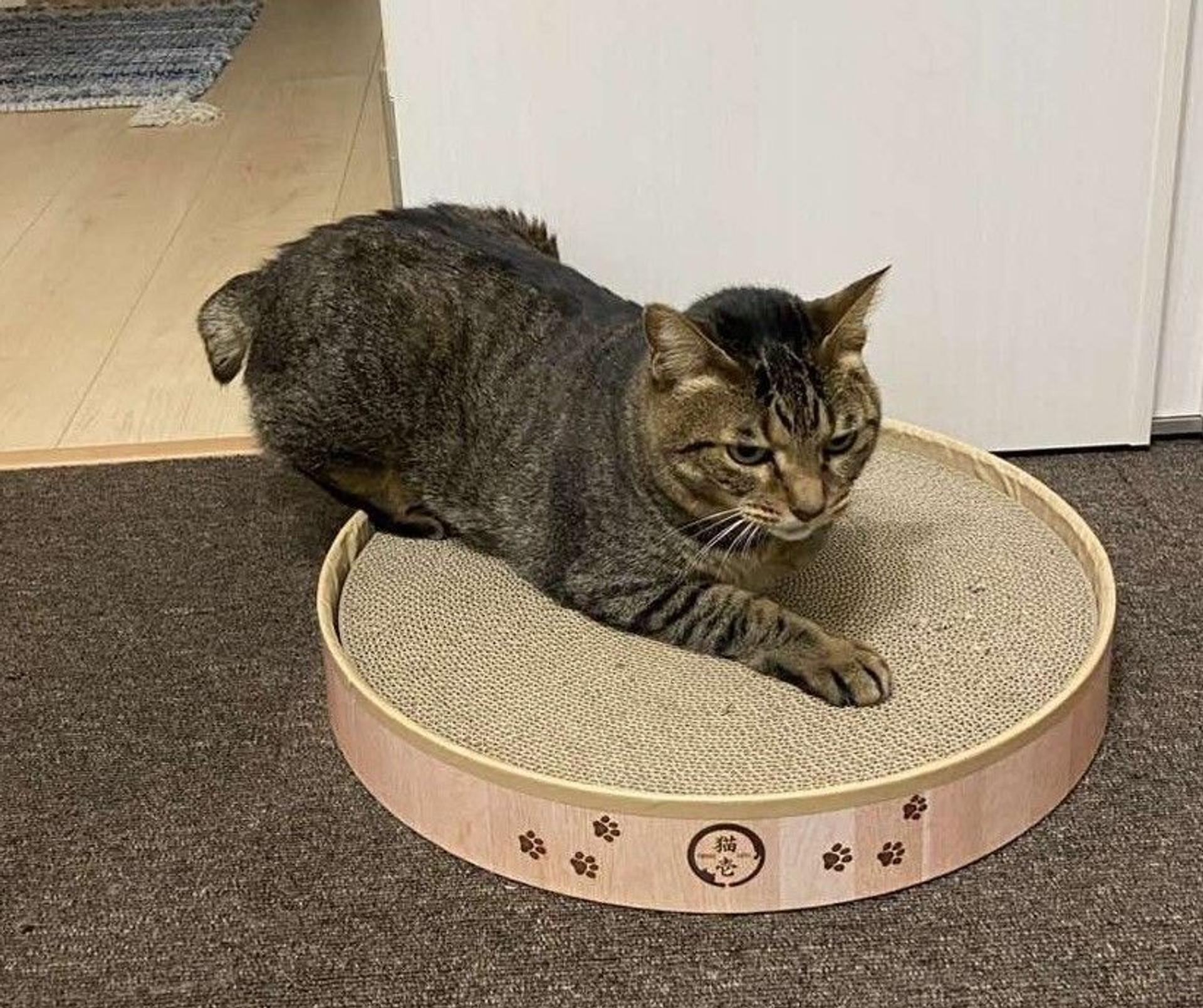 pet-image-2