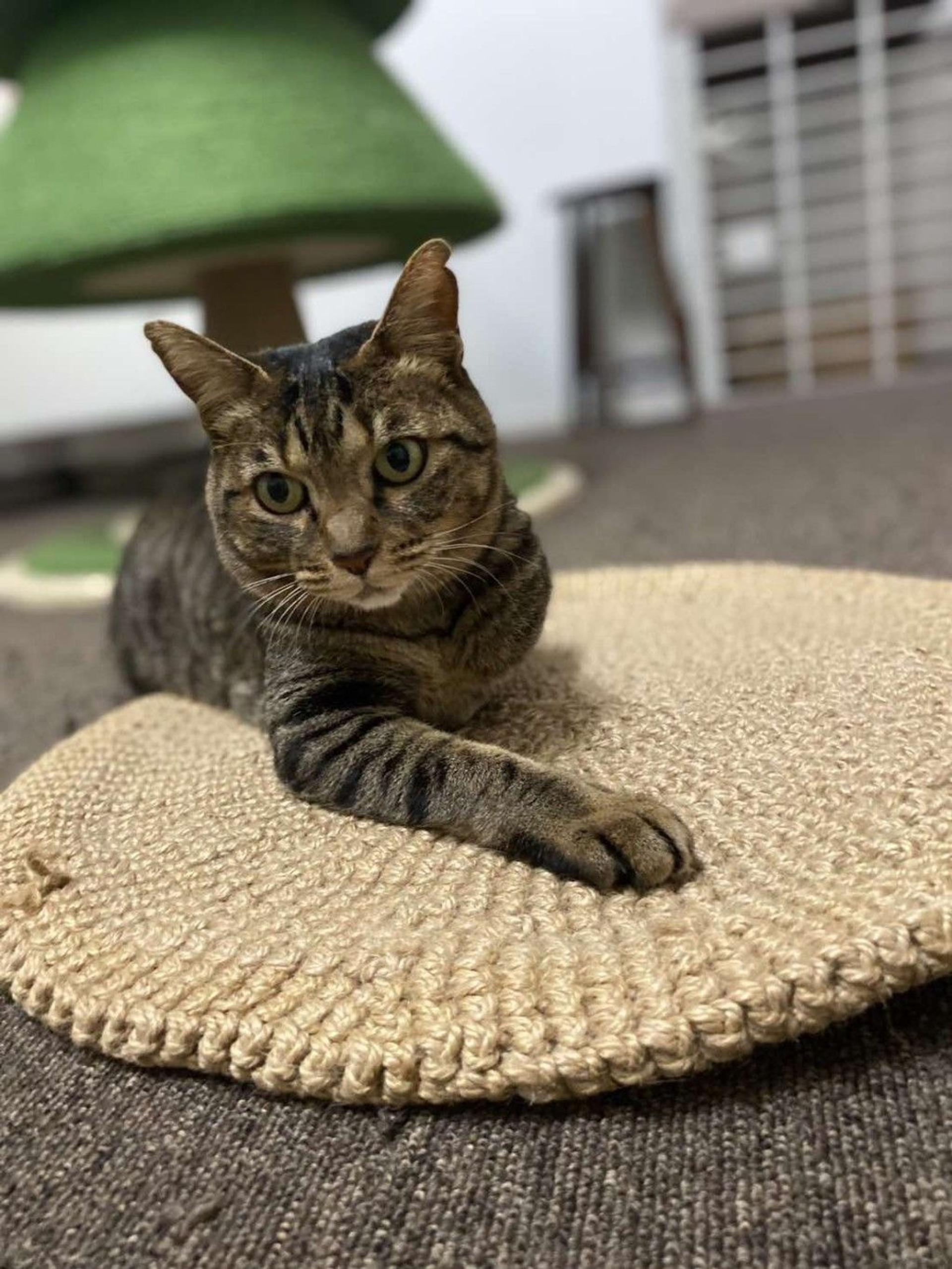 pet-image-8