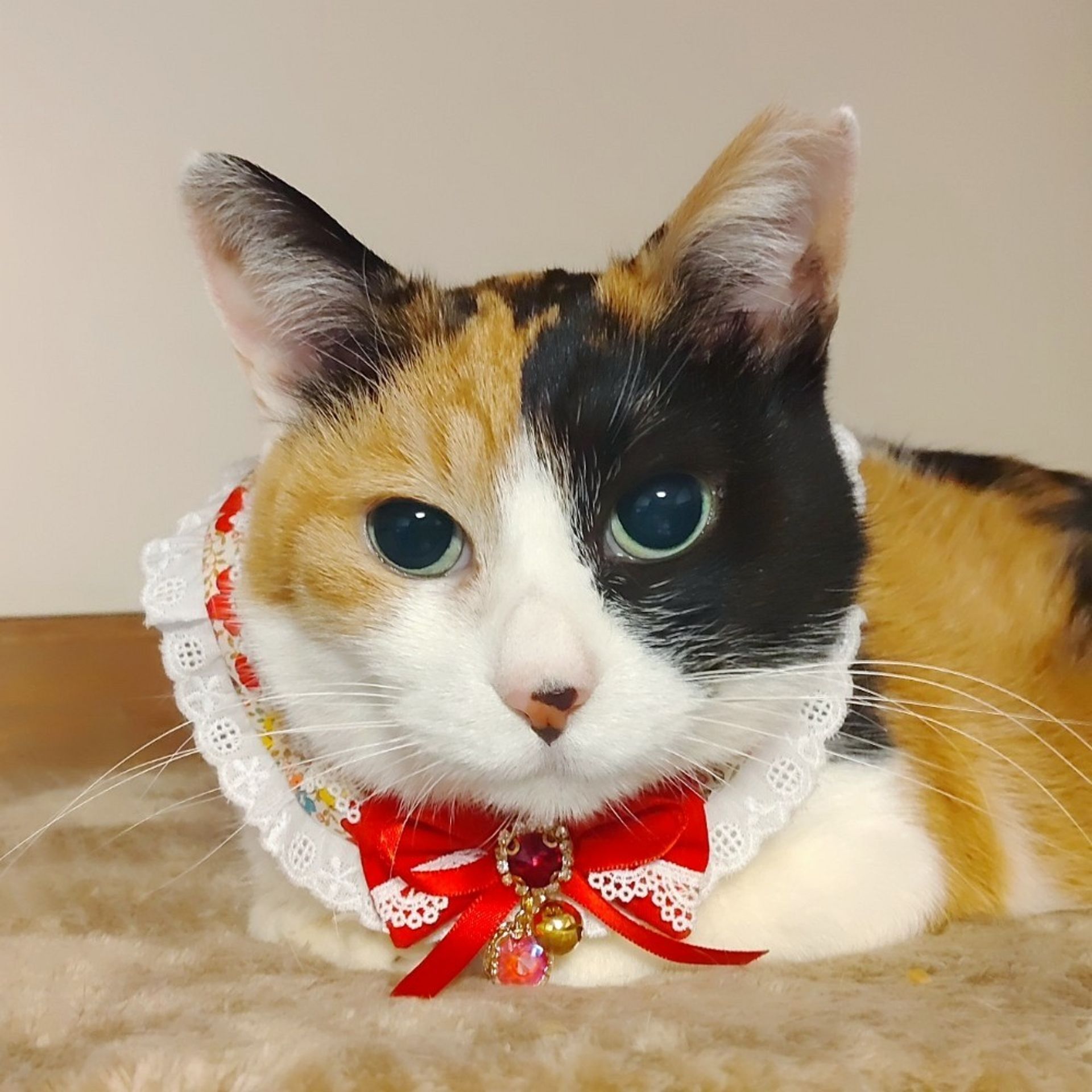 雑種（ミックス猫）・メスの里親募集の写真