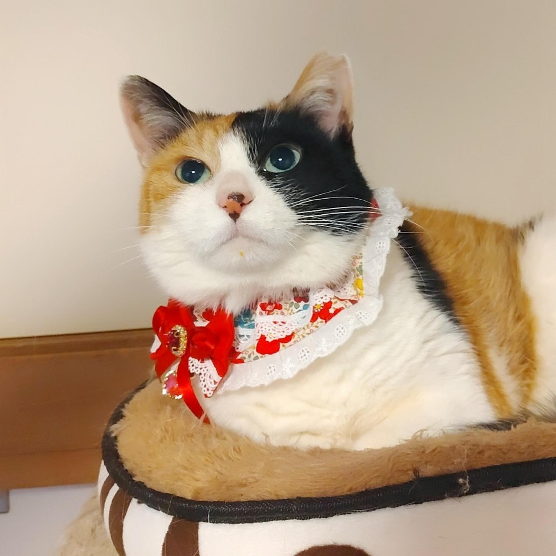 pet-image-2