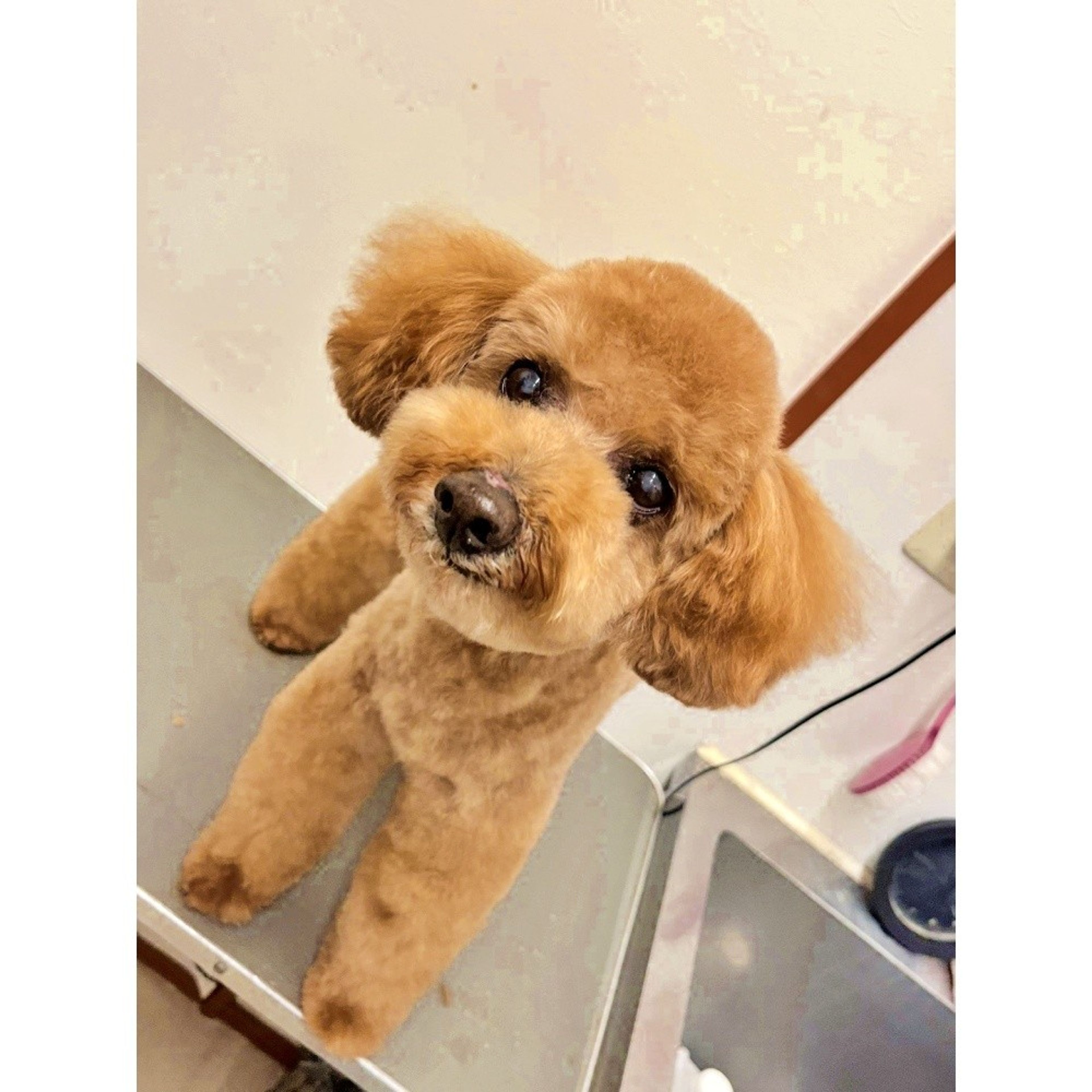 pet-image-2