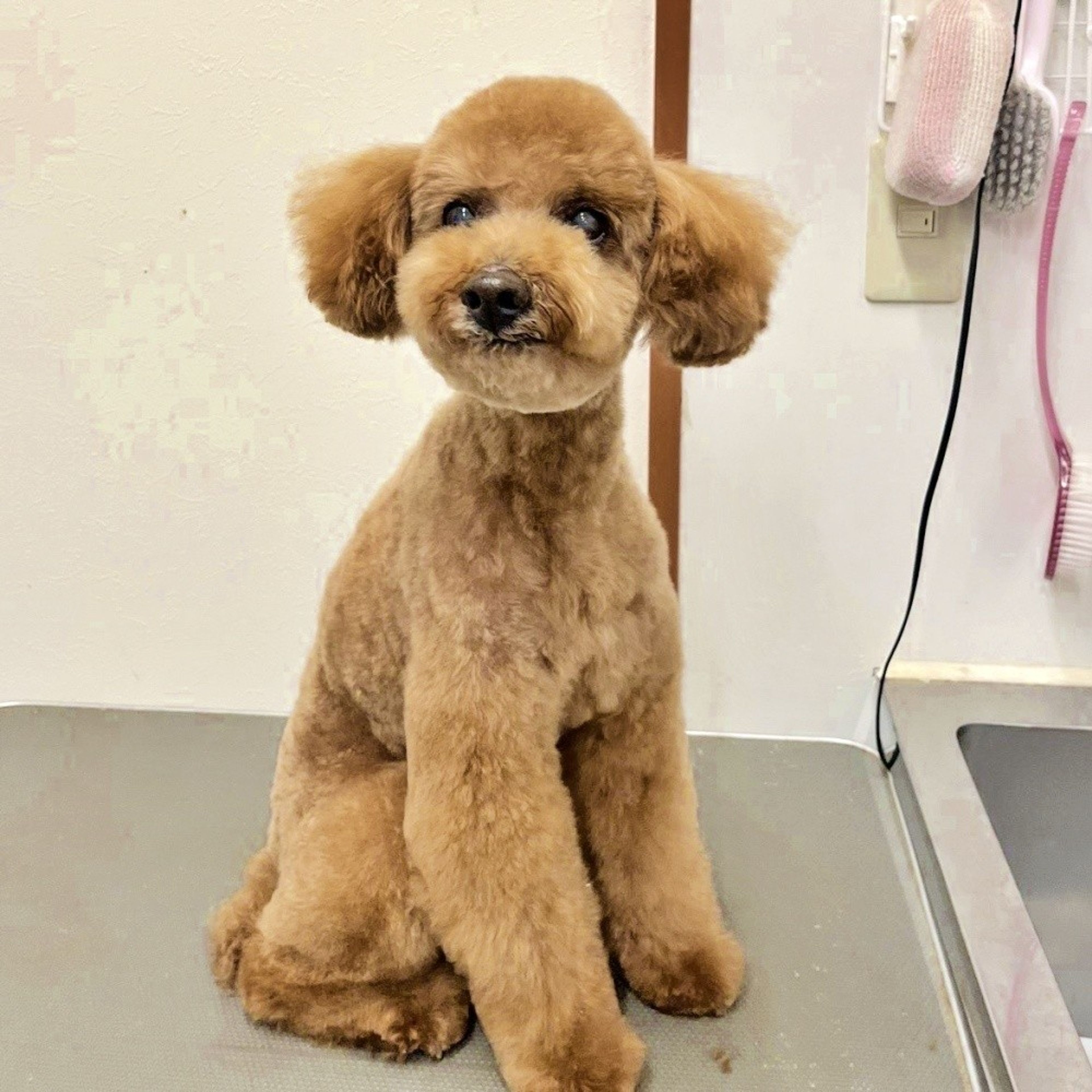 pet-image-3