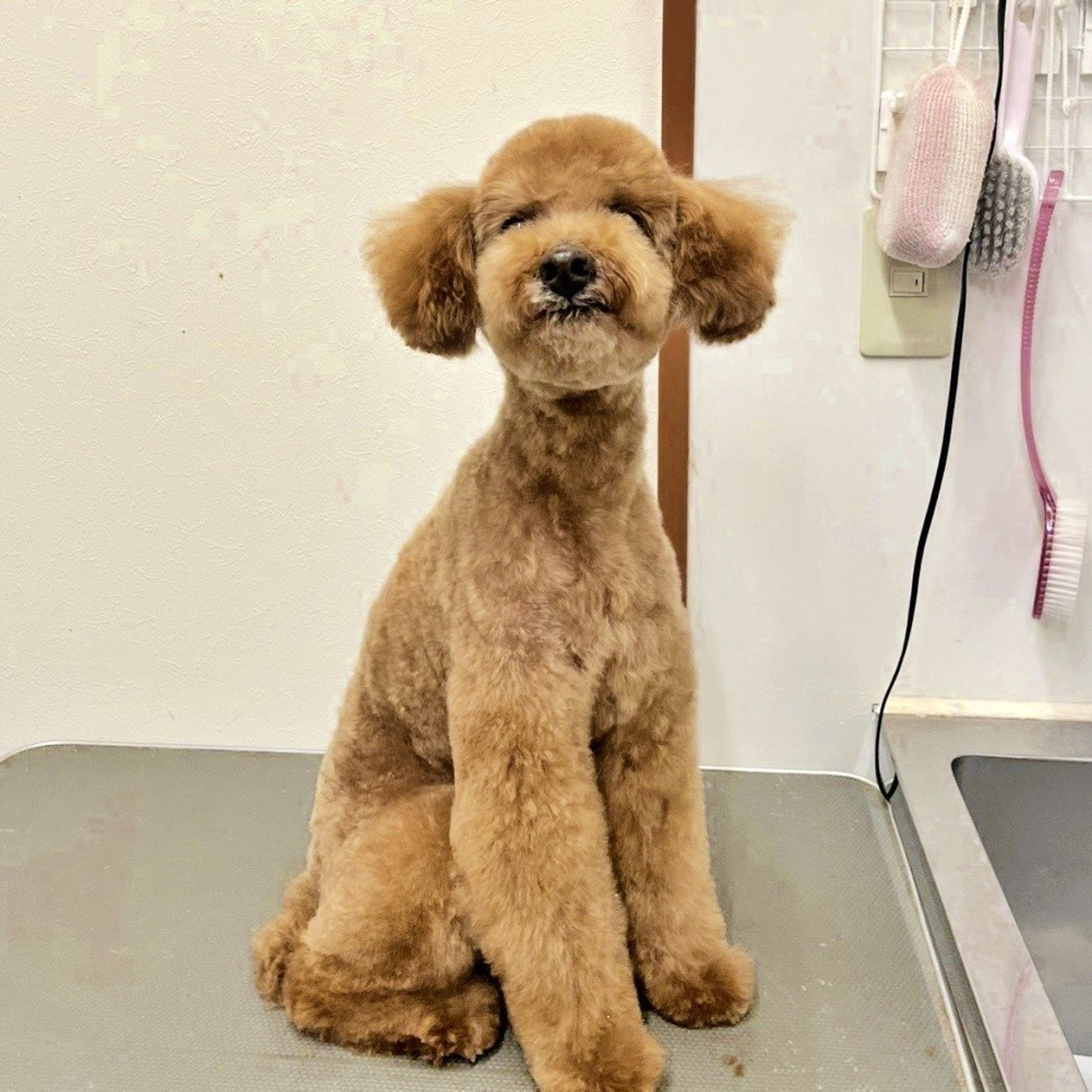 pet-image-4