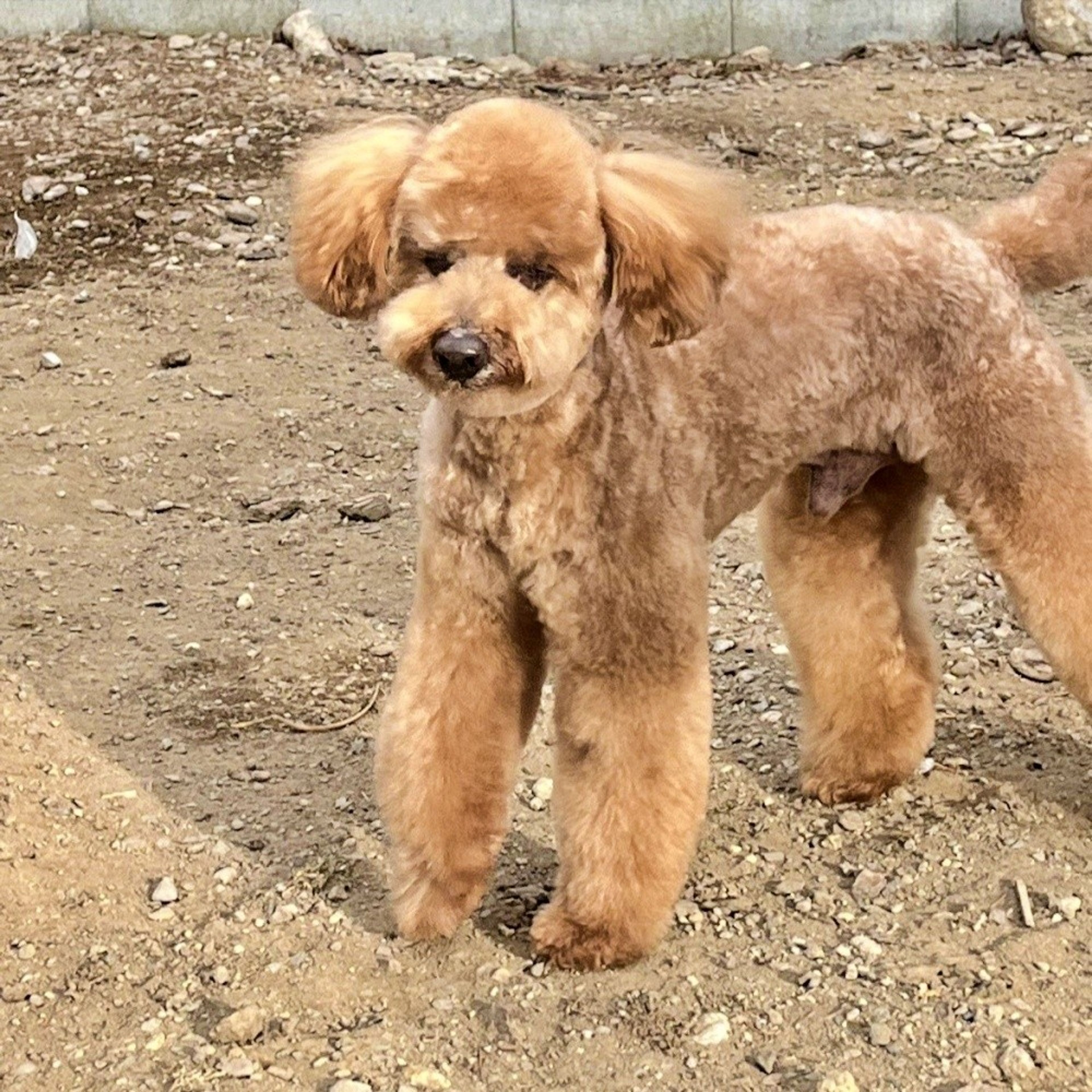 pet-image-5