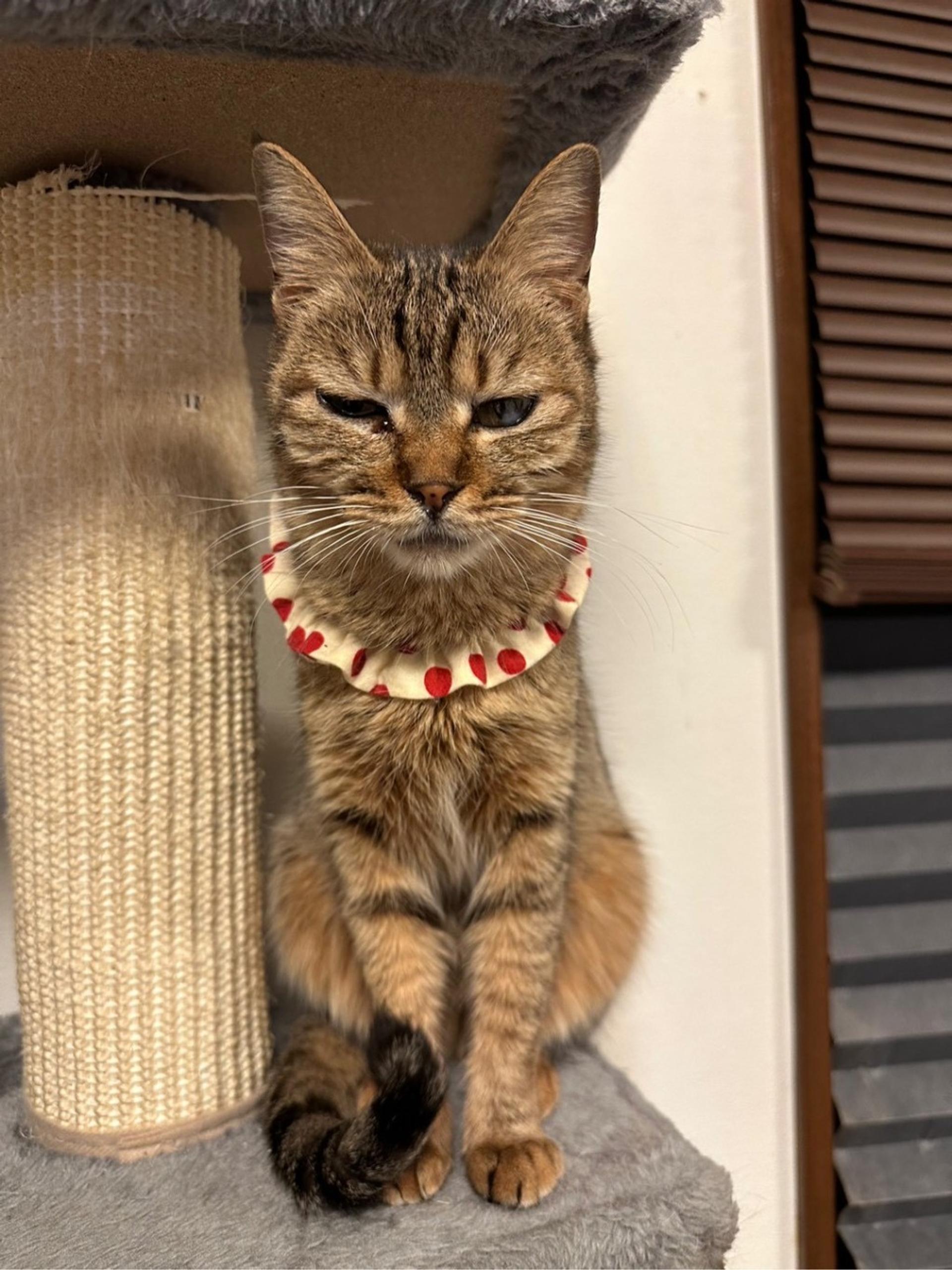 pet-image-4