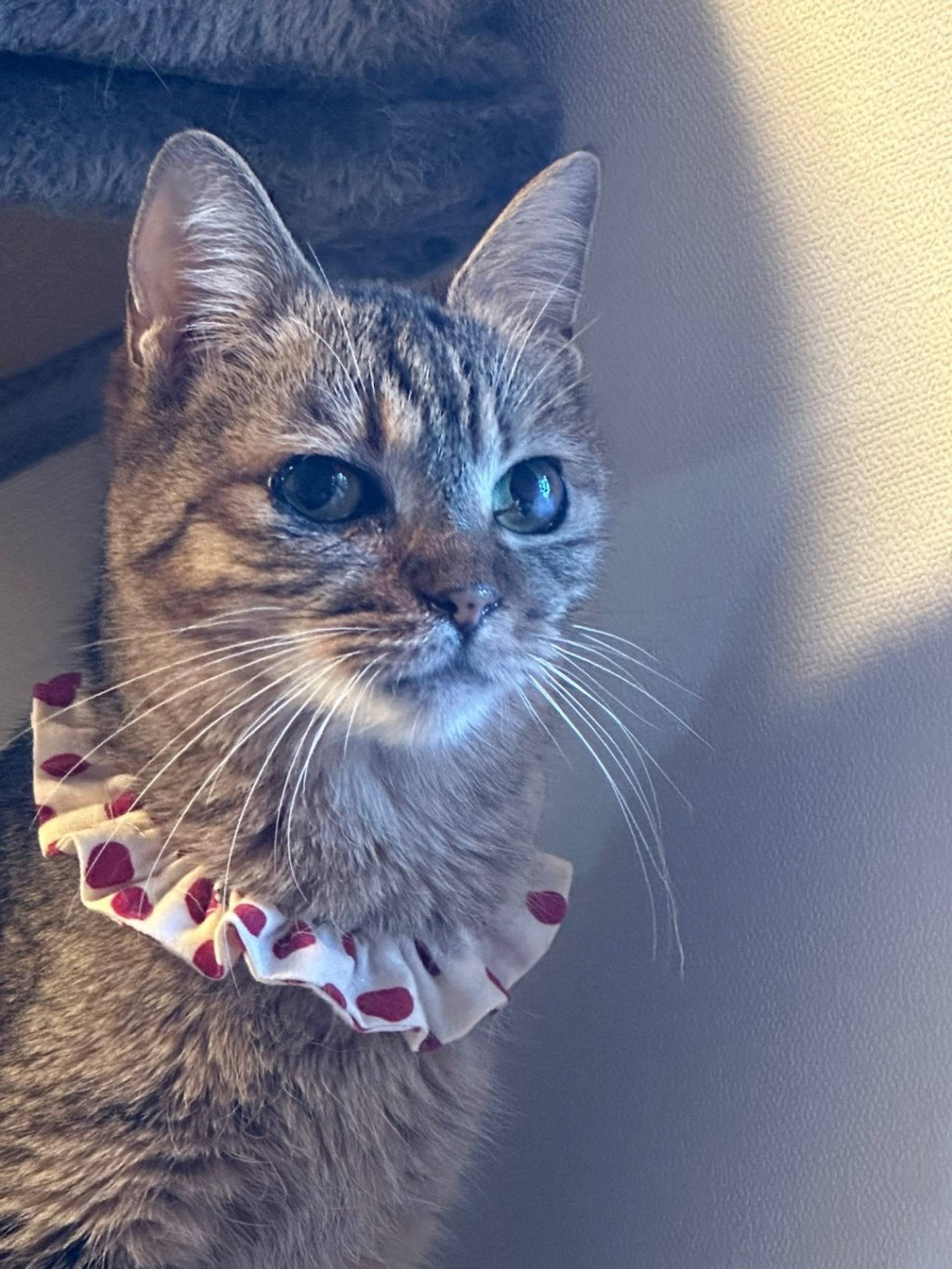 雑種（ミックス猫）・メスの里親募集の写真