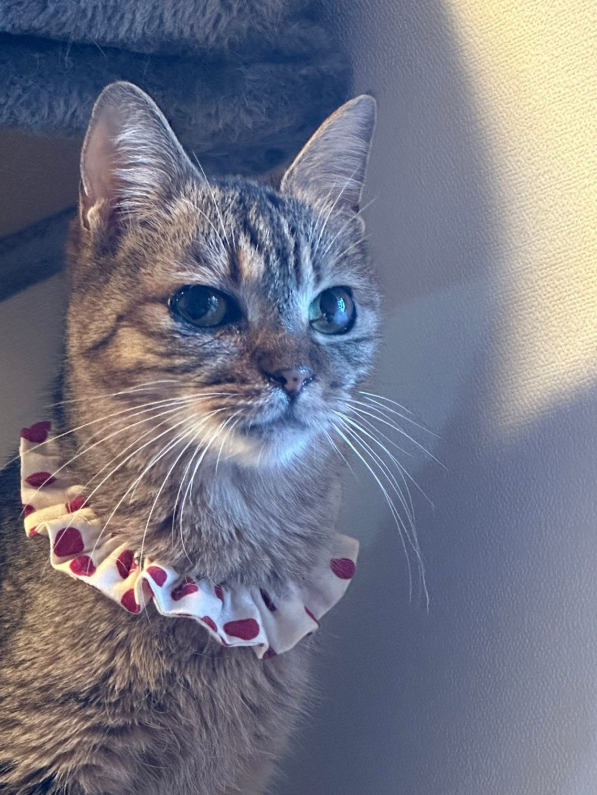 雑種（ミックス猫）・メスの里親募集の写真