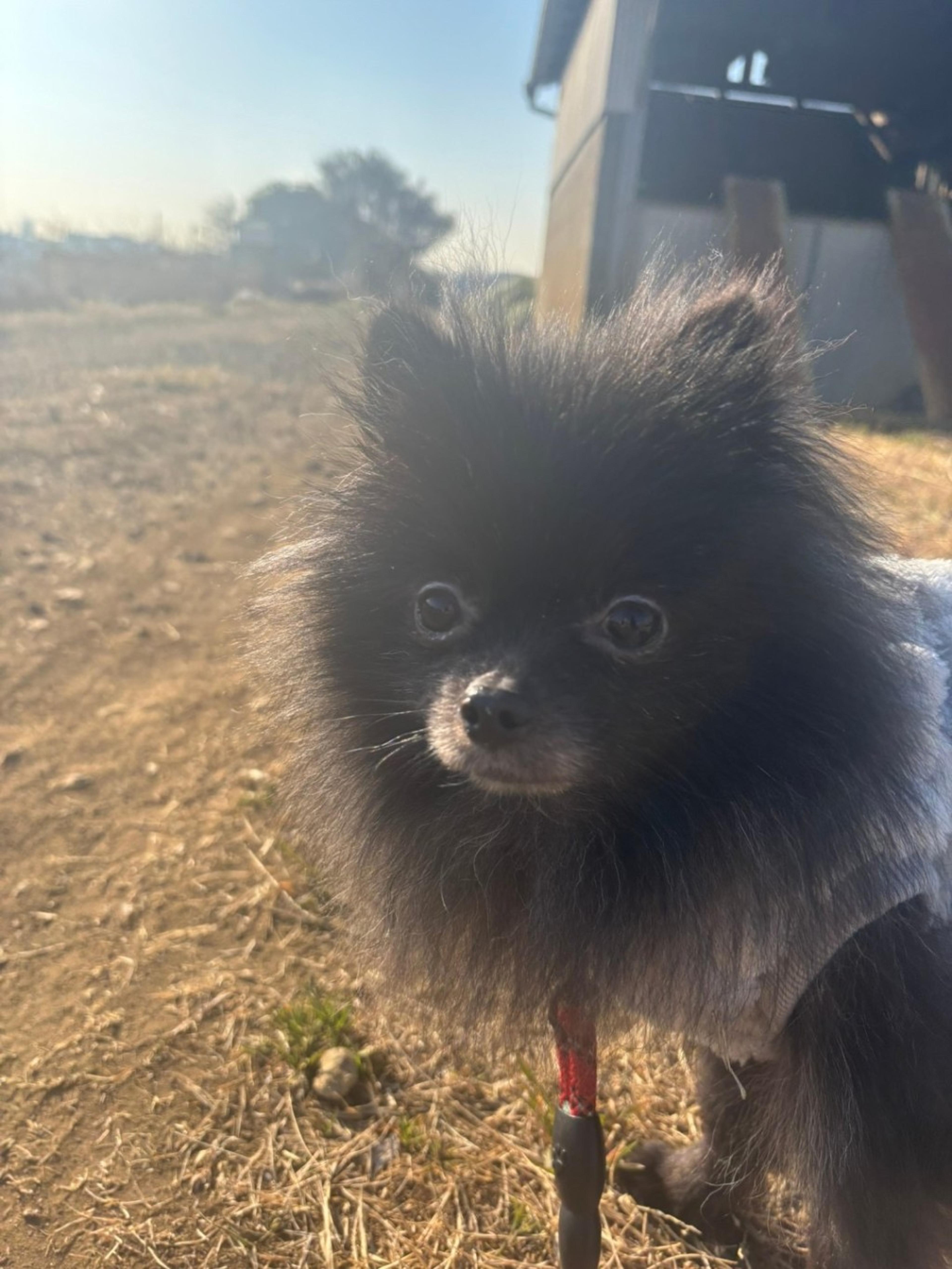 pet-image-4