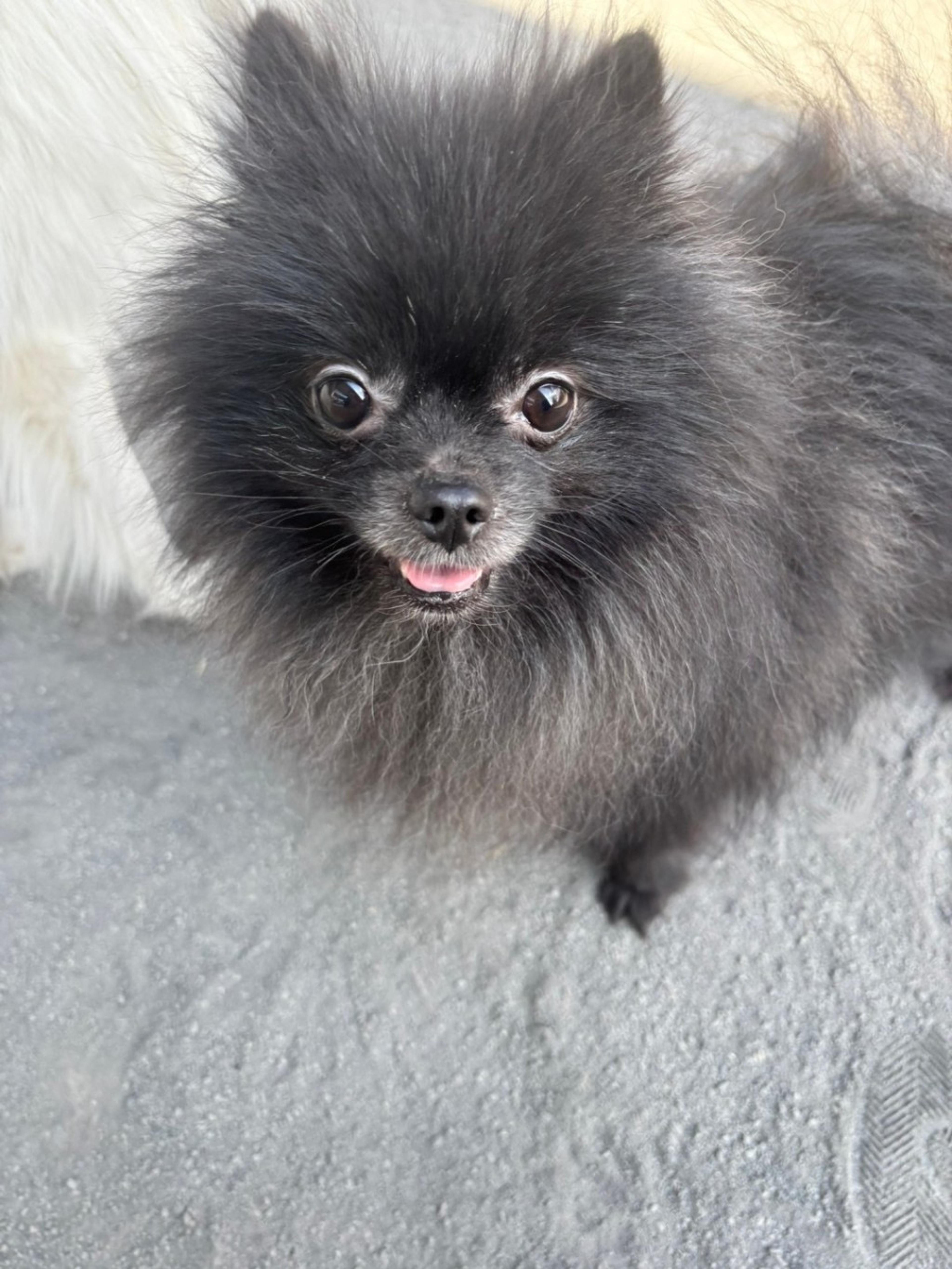 pet-image-5