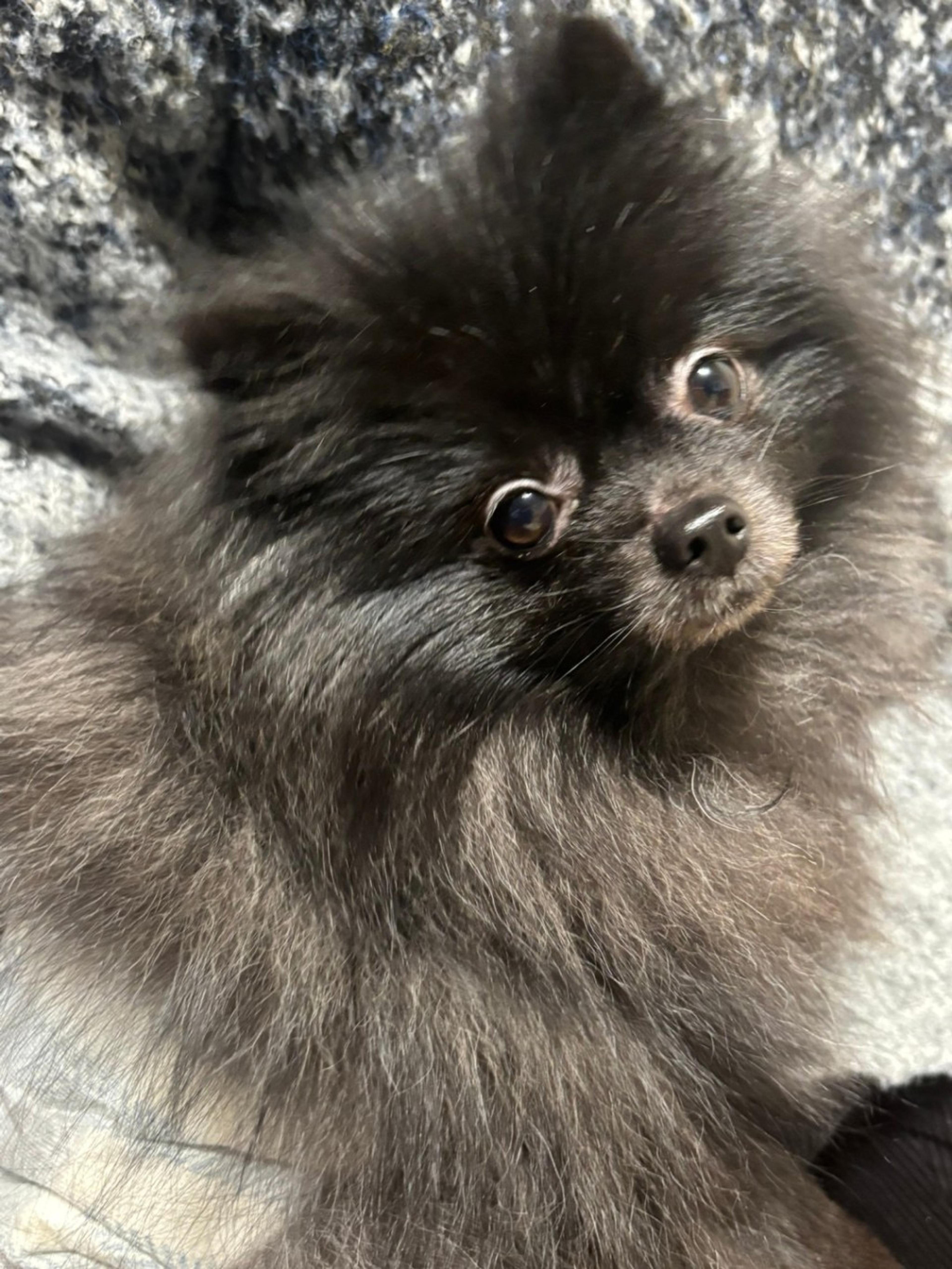 pet-image-2