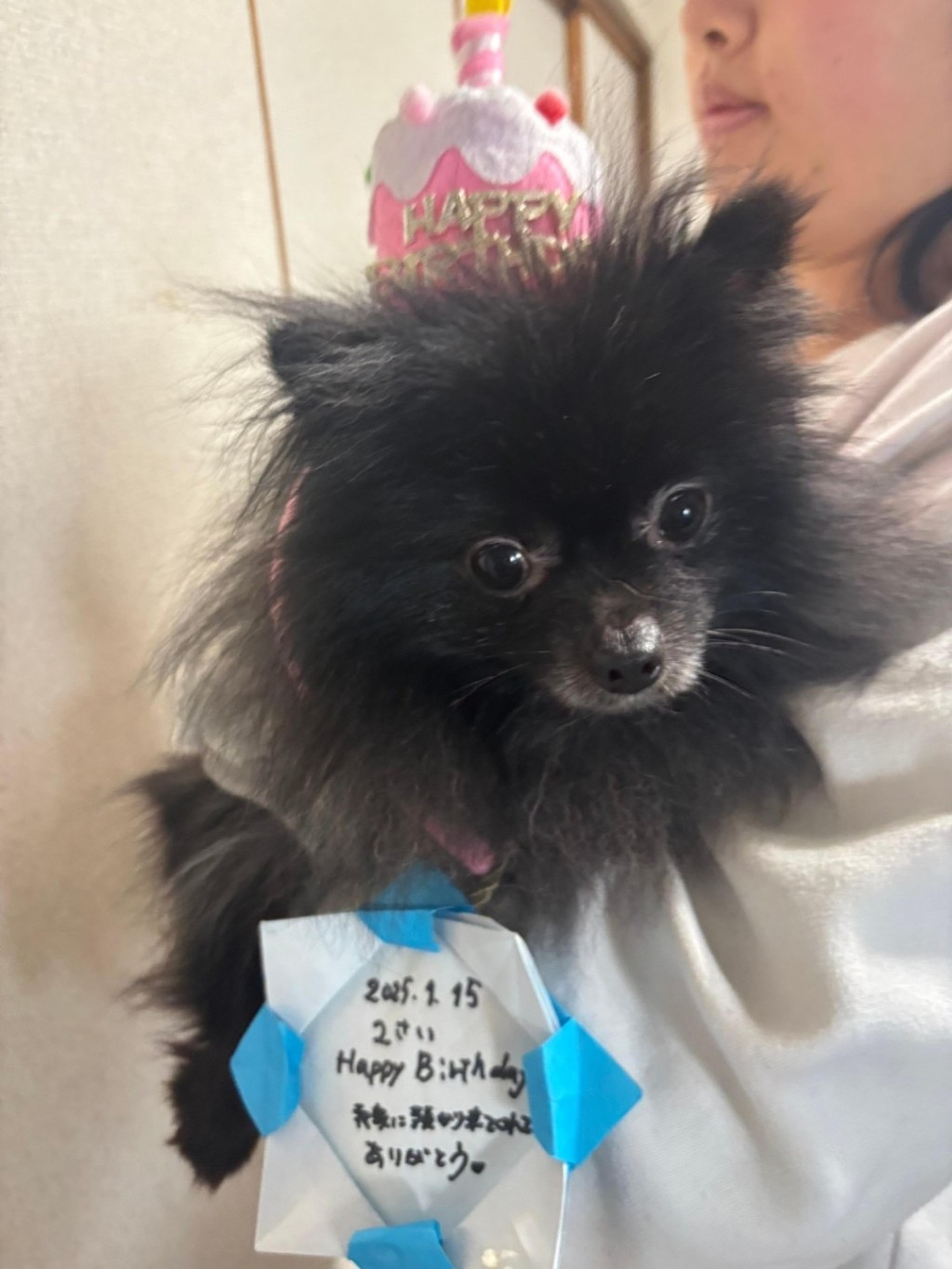 pet-image-3
