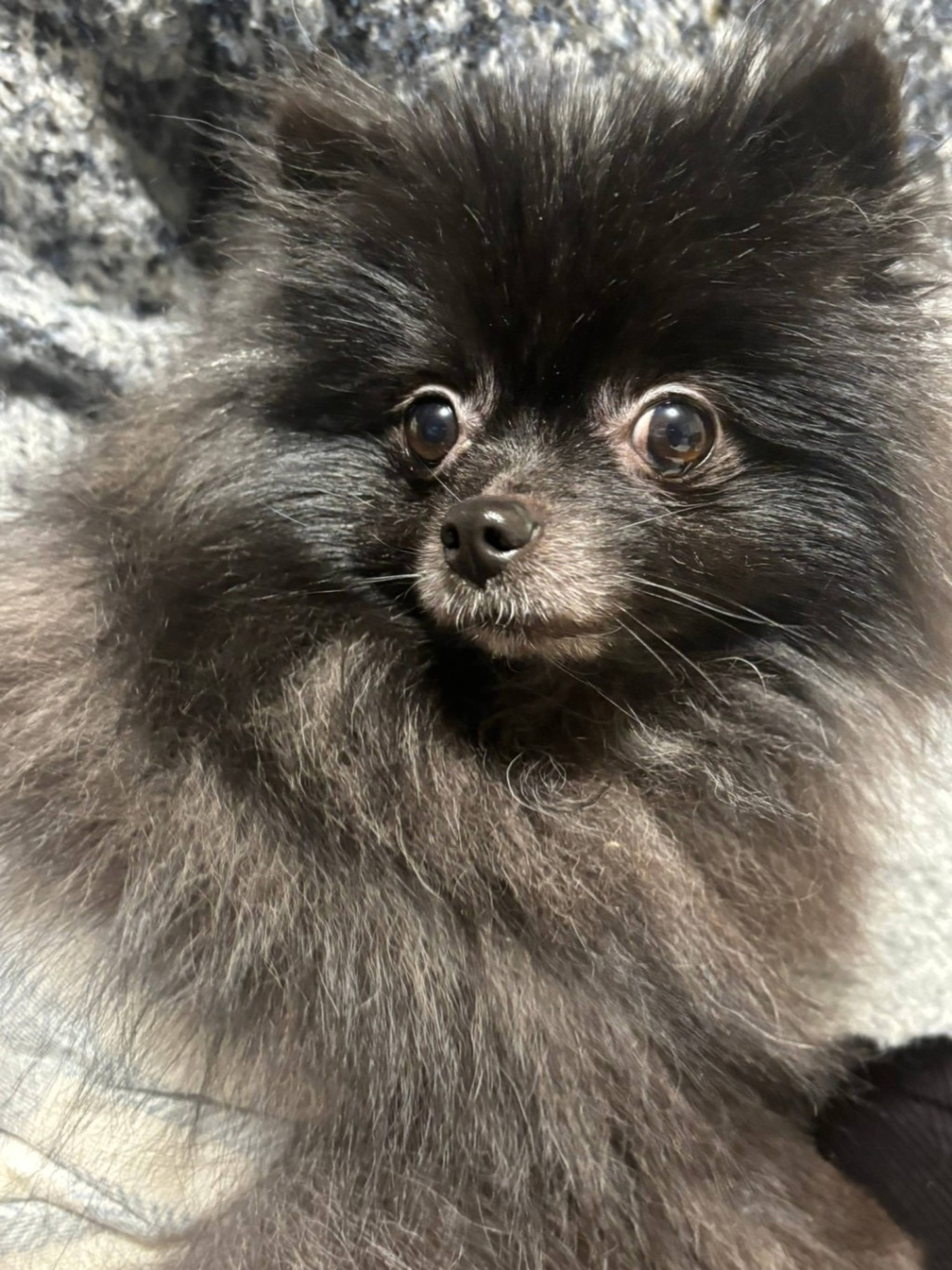 ポメラニアン・オスの里親募集の写真