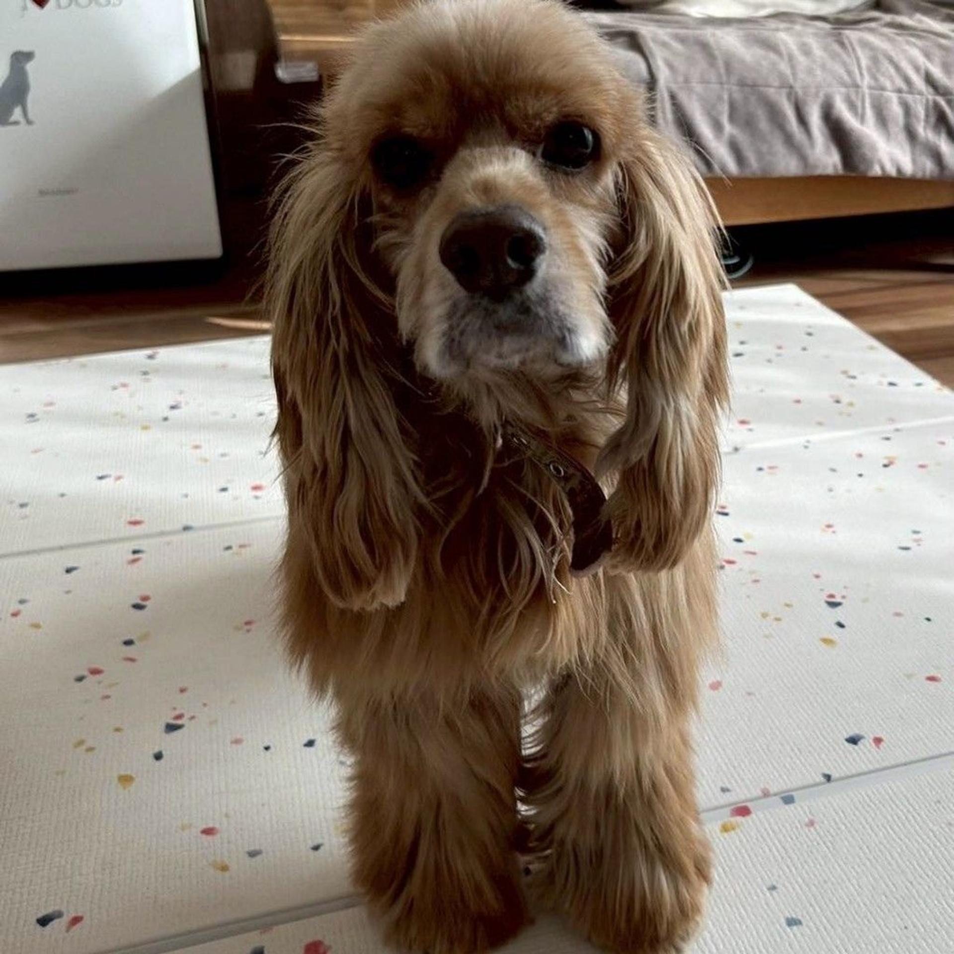 pet-image-6