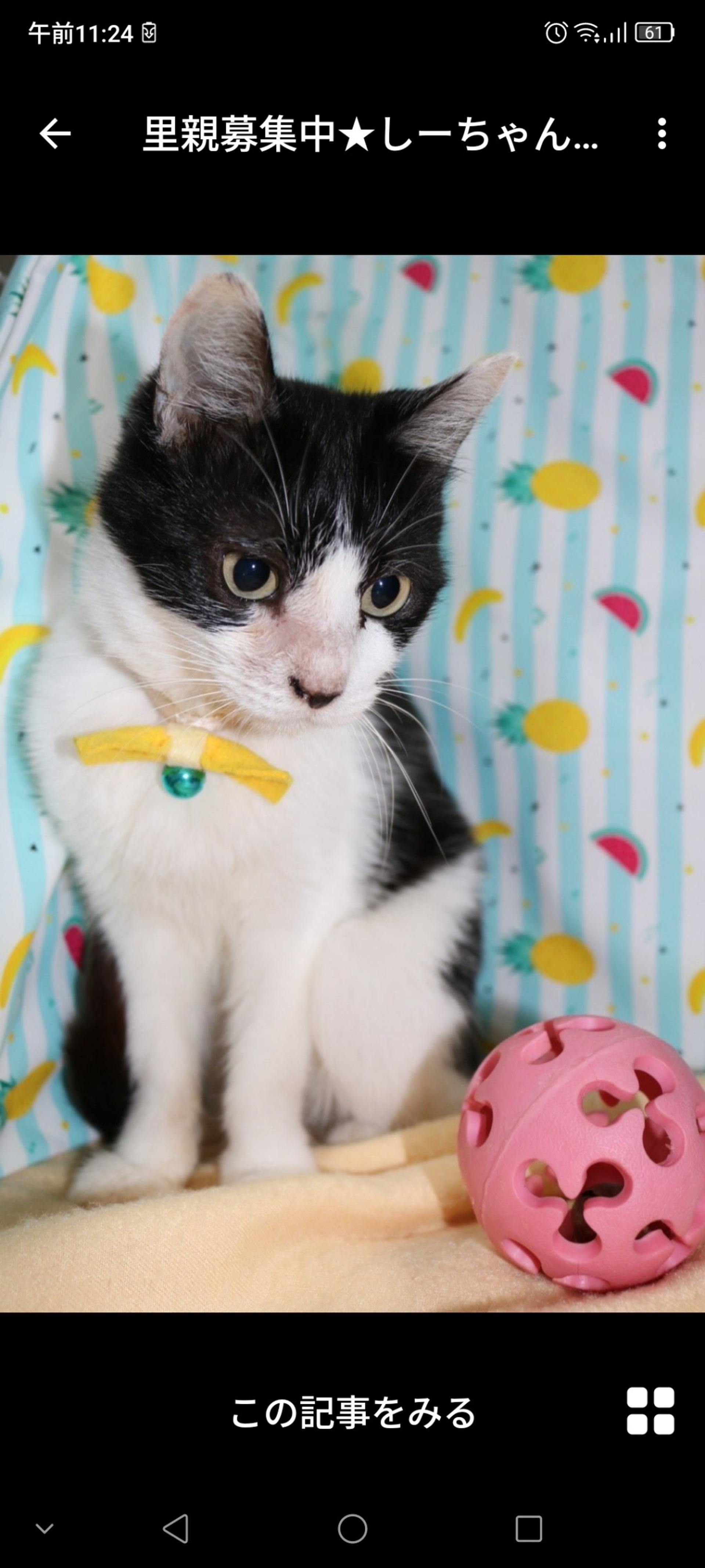 pet-image-2