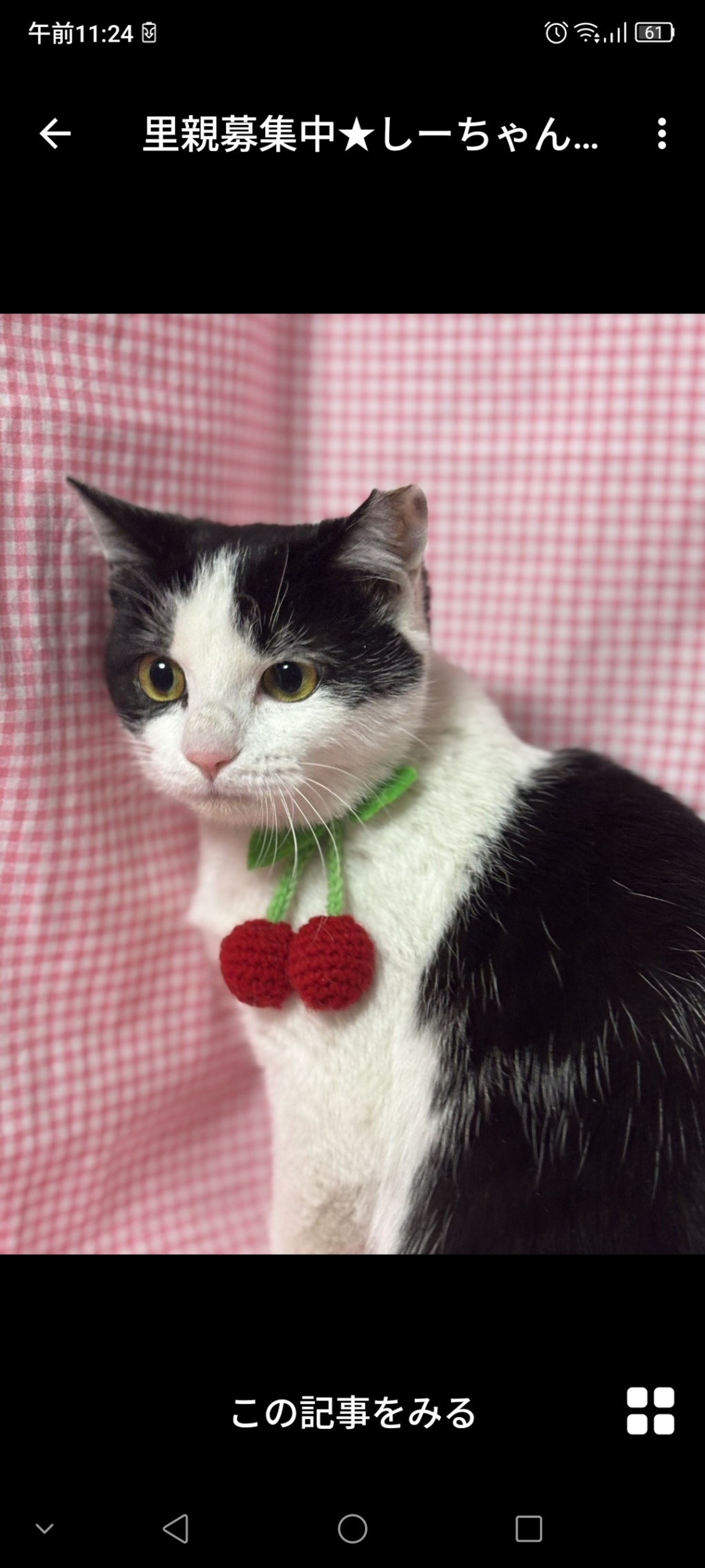 雑種（ミックス猫）・メスの里親募集の写真