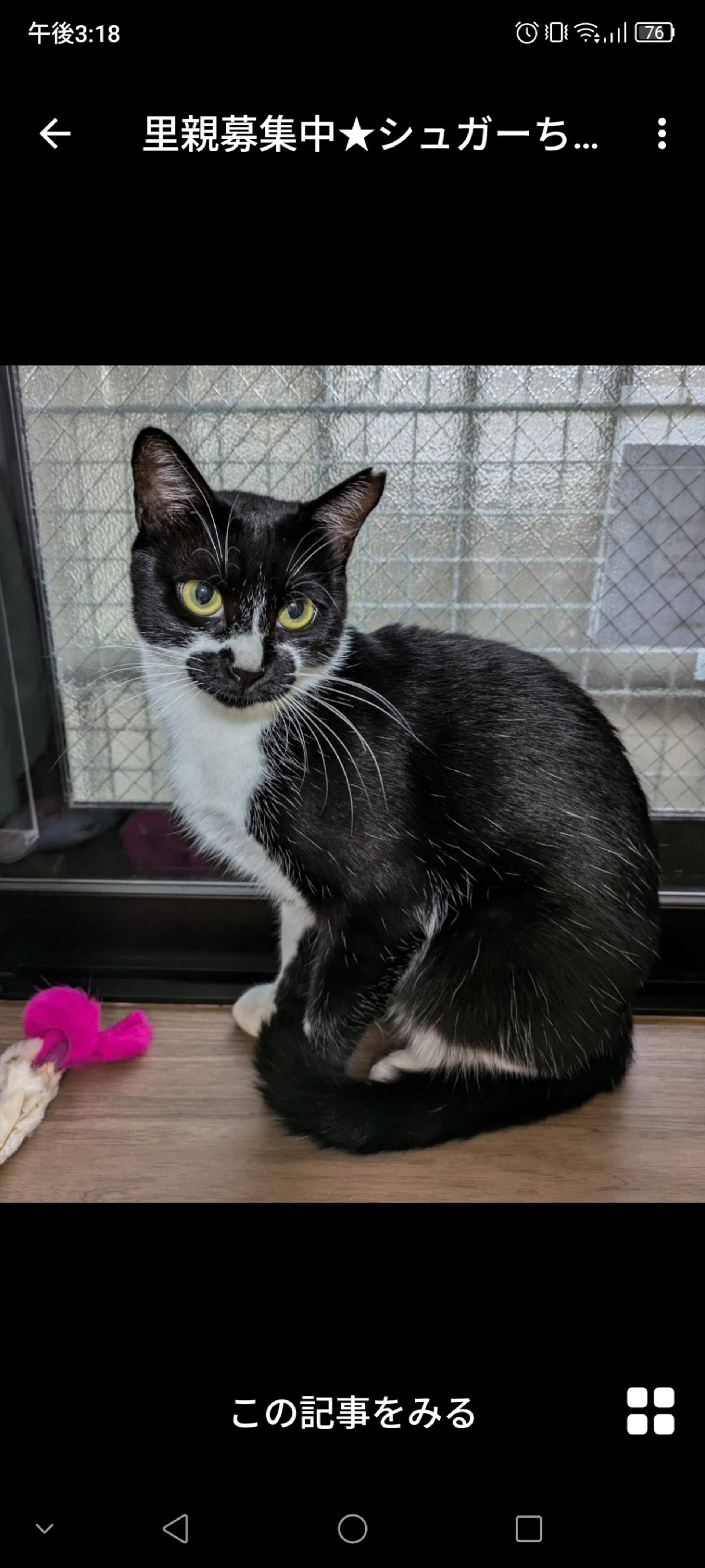 pet-image-2