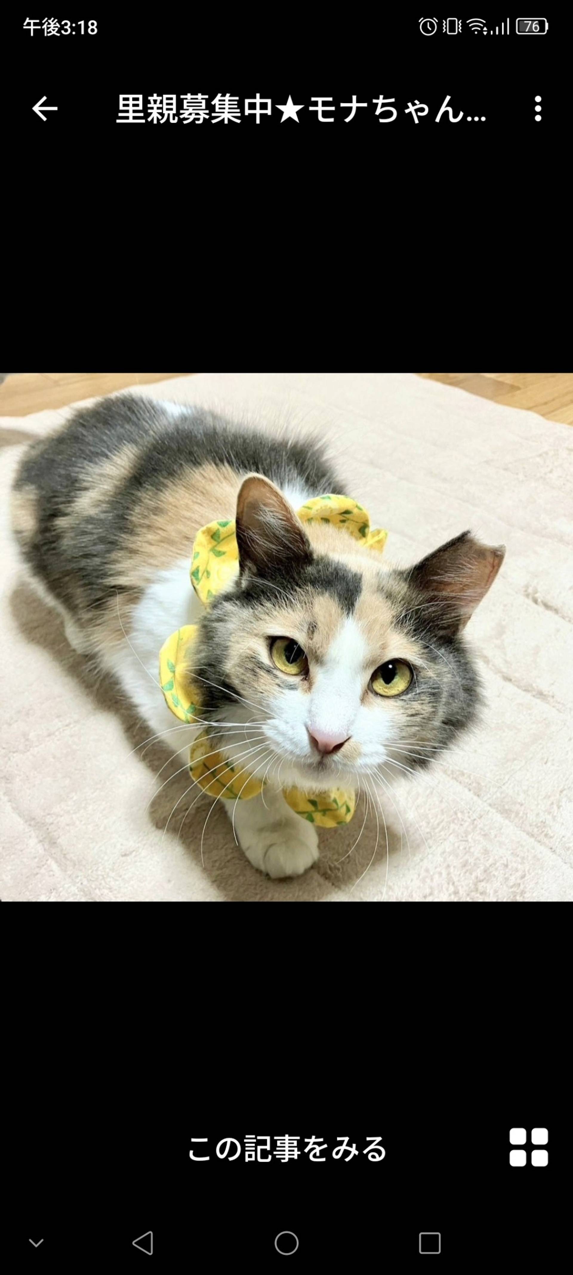 日本猫・メスの里親募集の写真