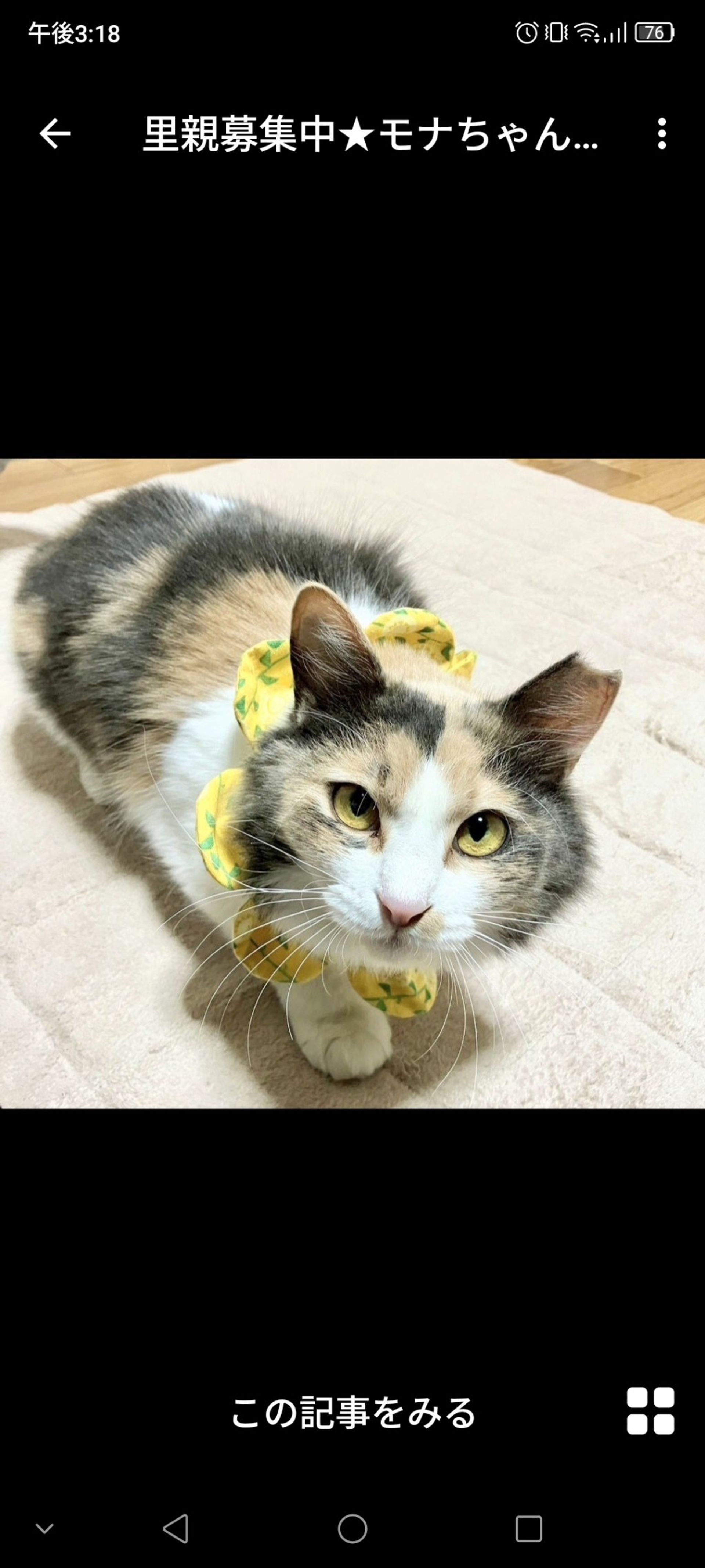 日本猫・メスの里親募集の写真