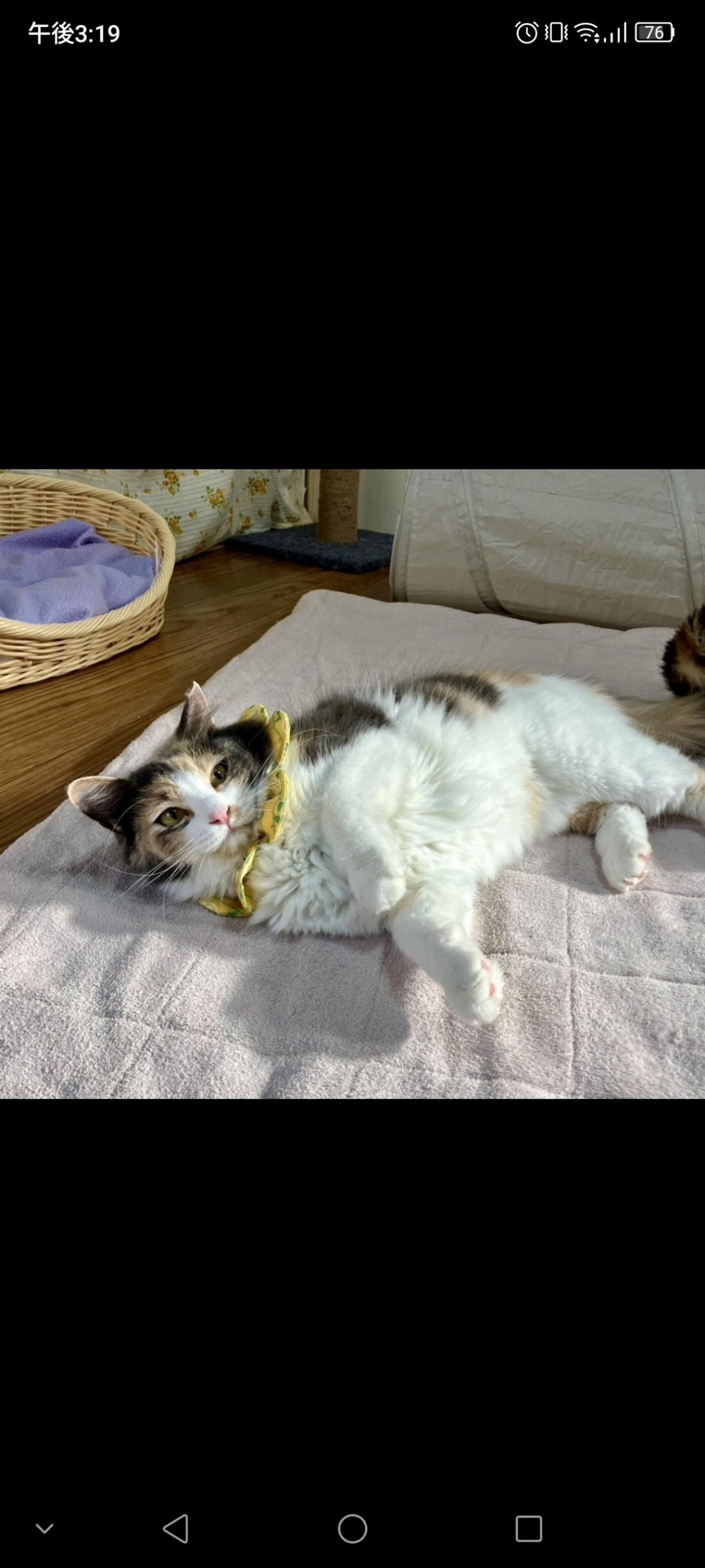 pet-image-2
