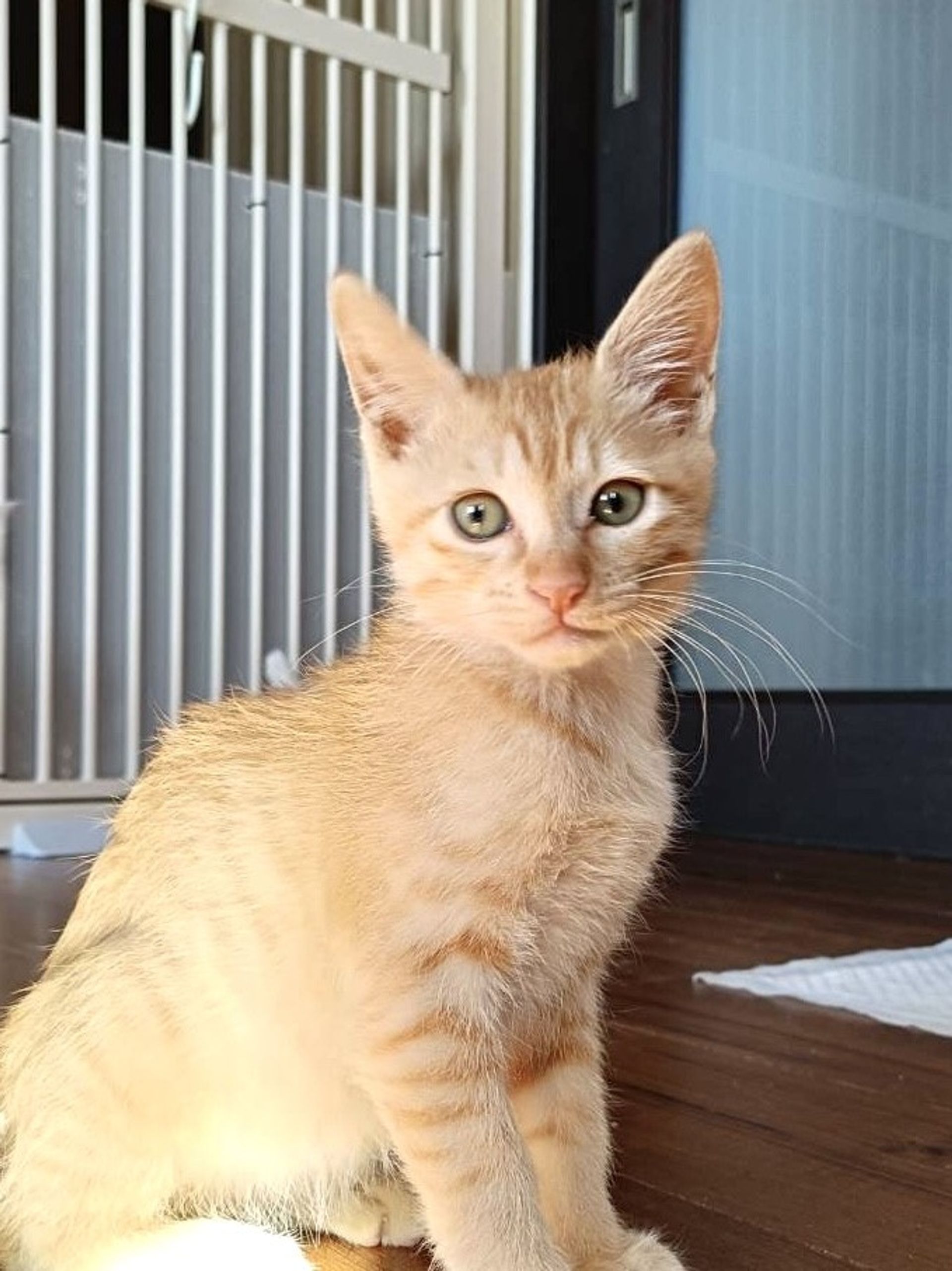 雑種（ミックス猫）・オスの里親募集の写真