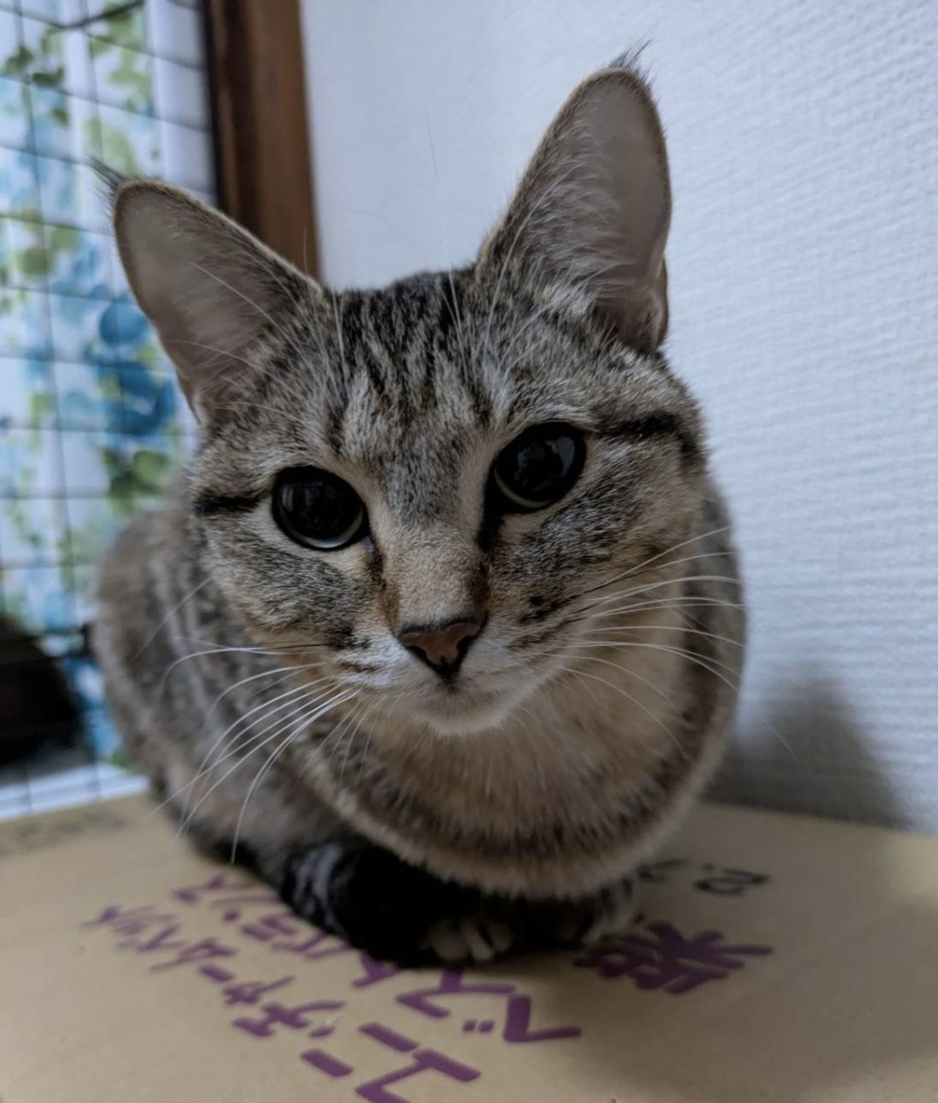 雑種（ミックス猫）・メスの里親募集の写真