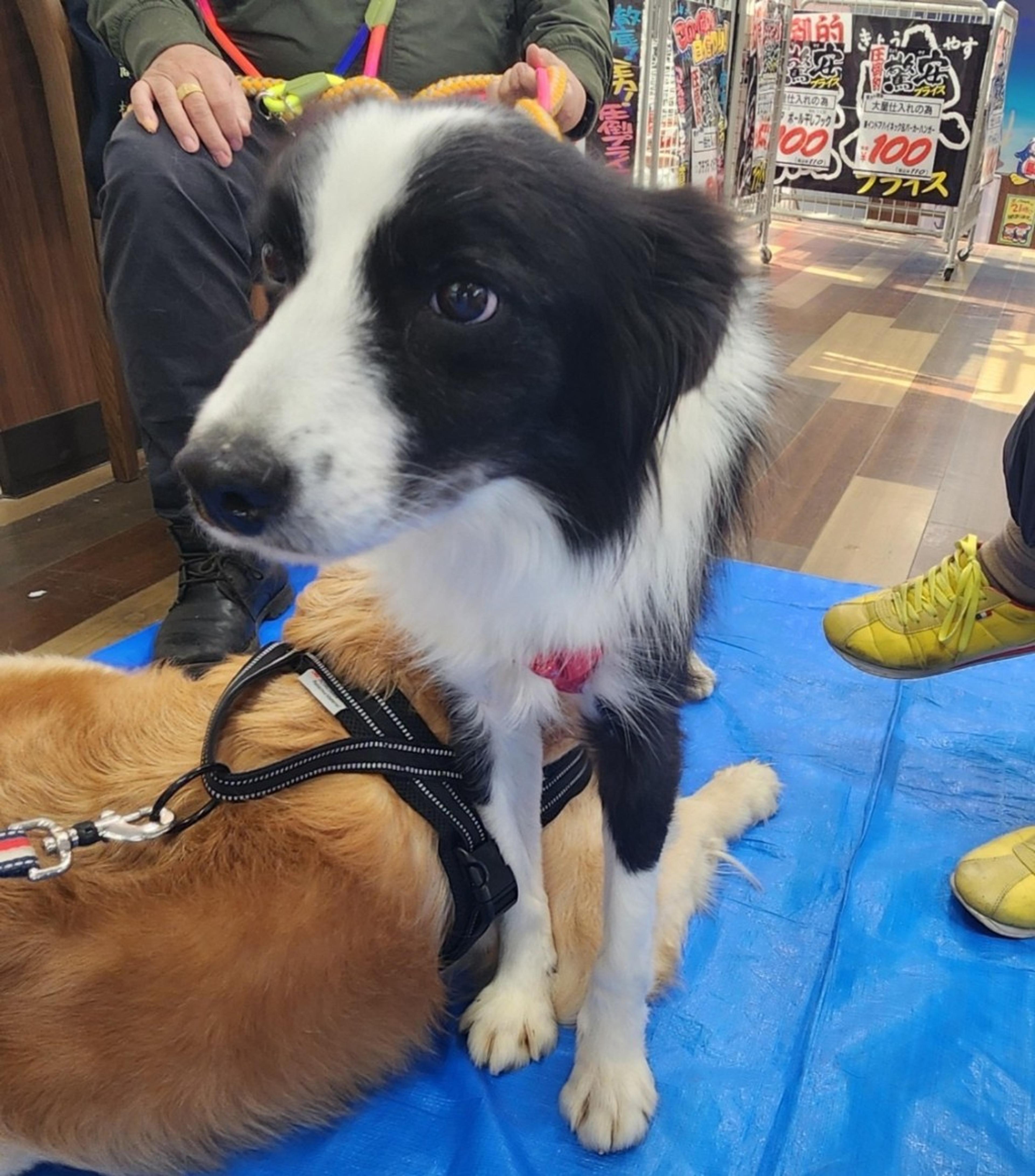 pet-image-4