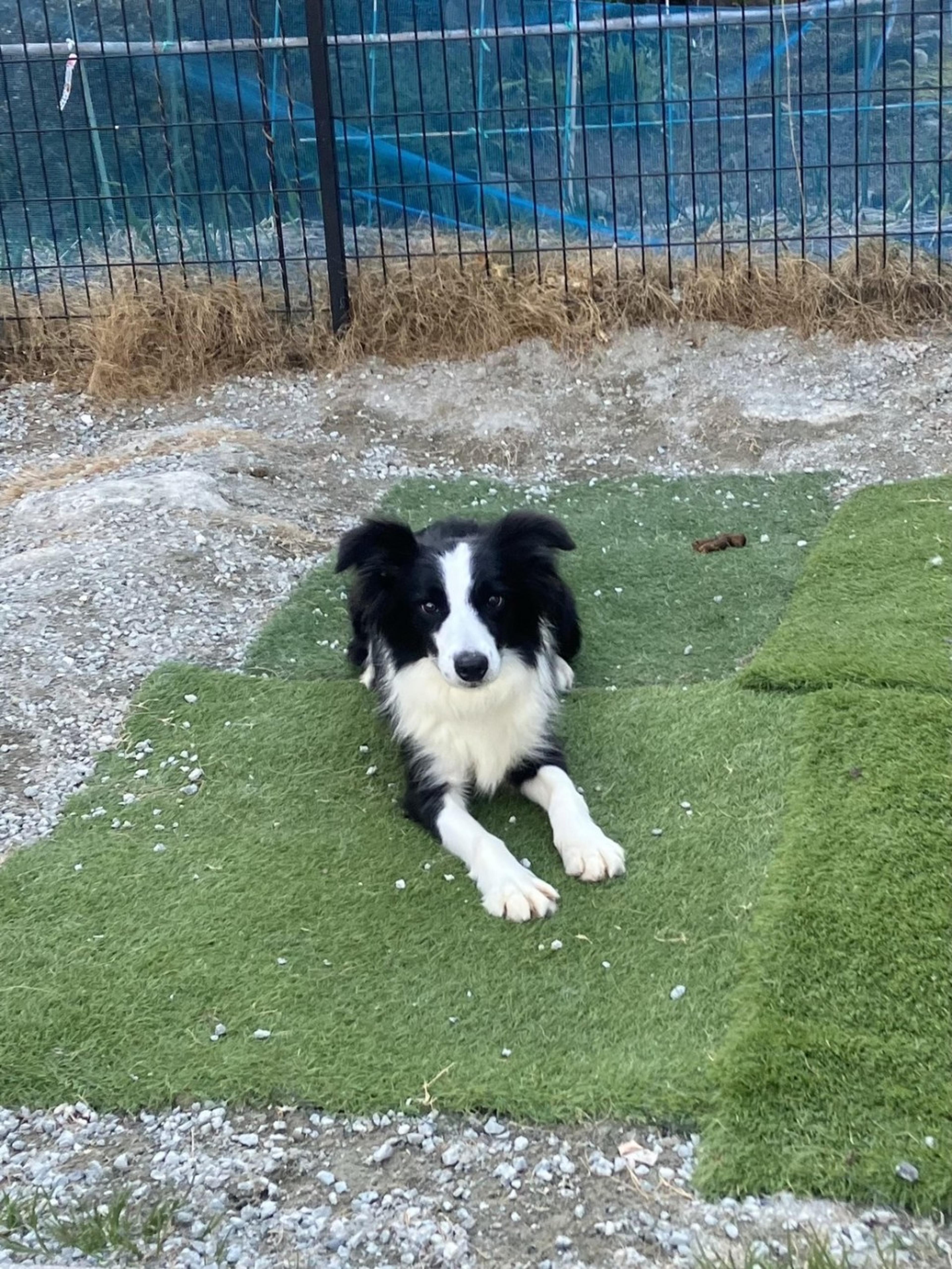 pet-image-5