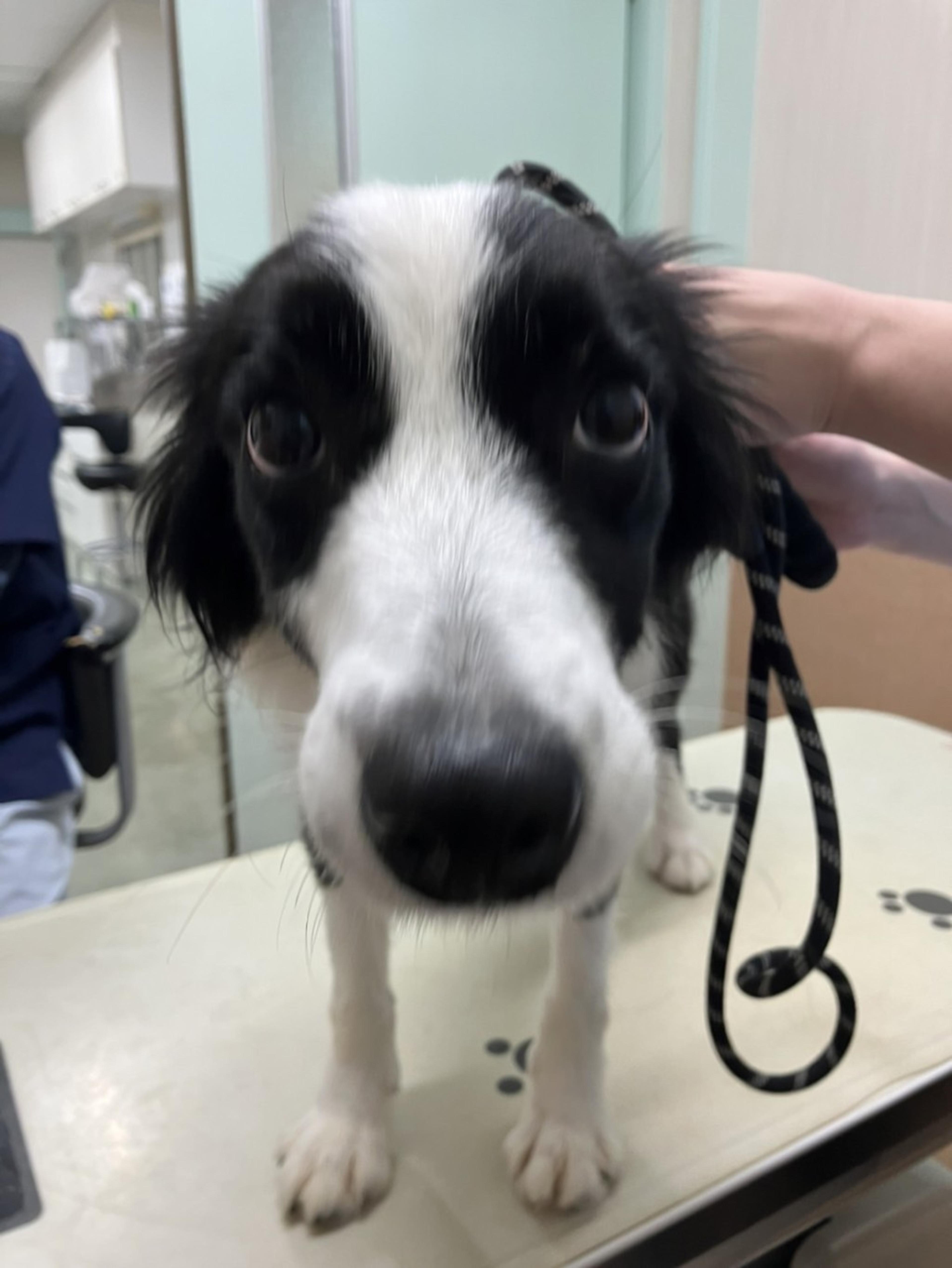 pet-image-6