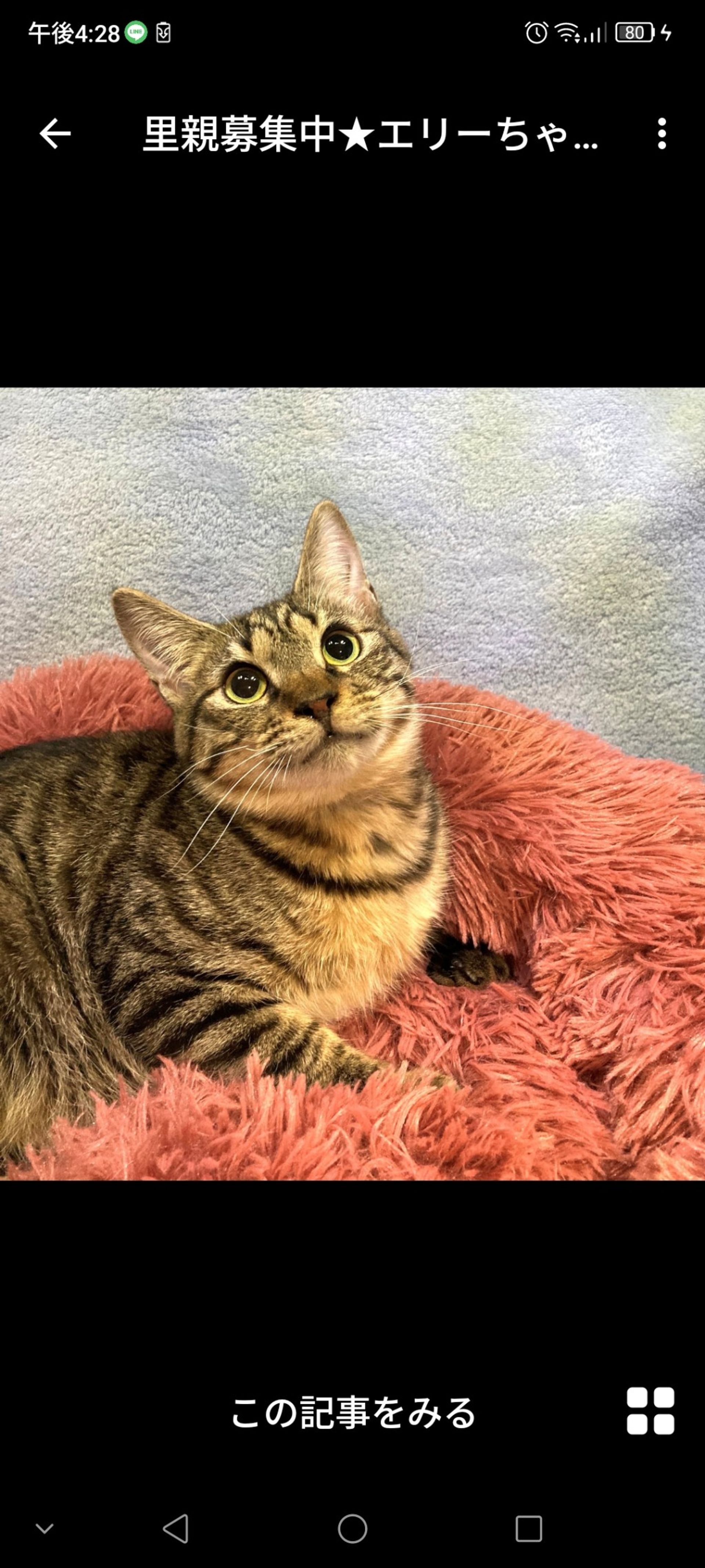 雑種（ミックス猫）・メスの里親募集の写真