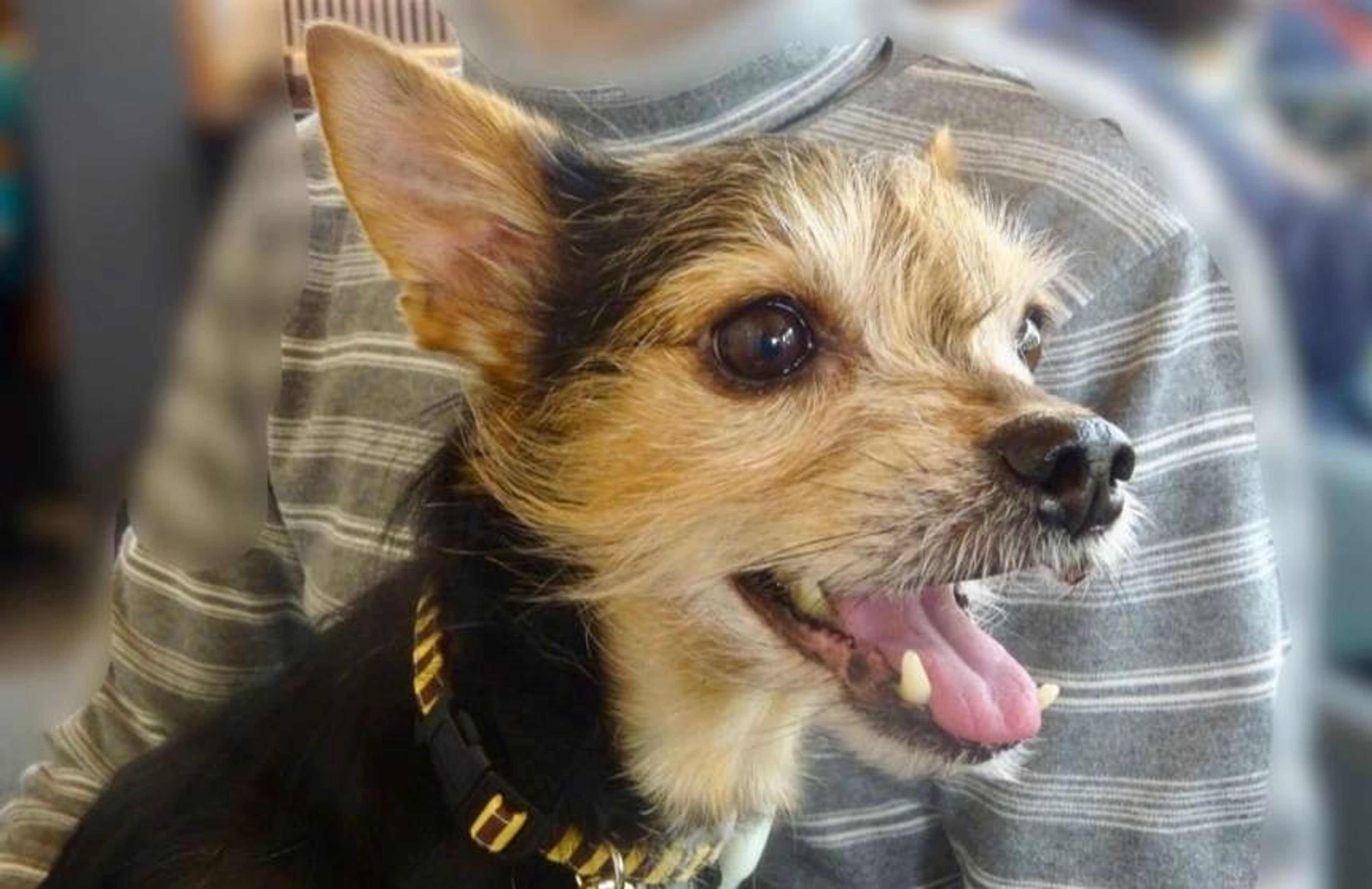 雑種（ミックス犬）・オスの里親募集の写真