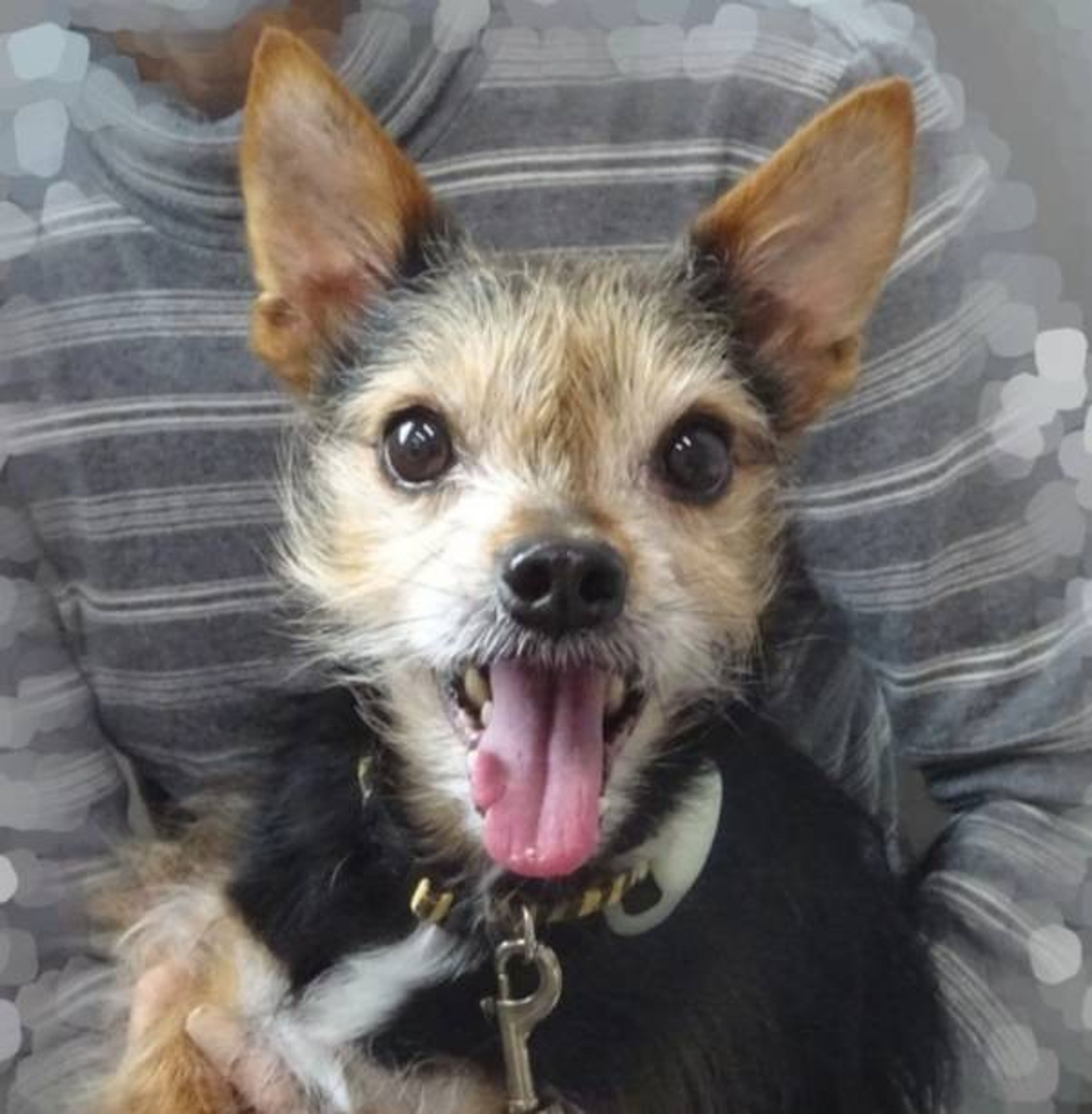 pet-image-2