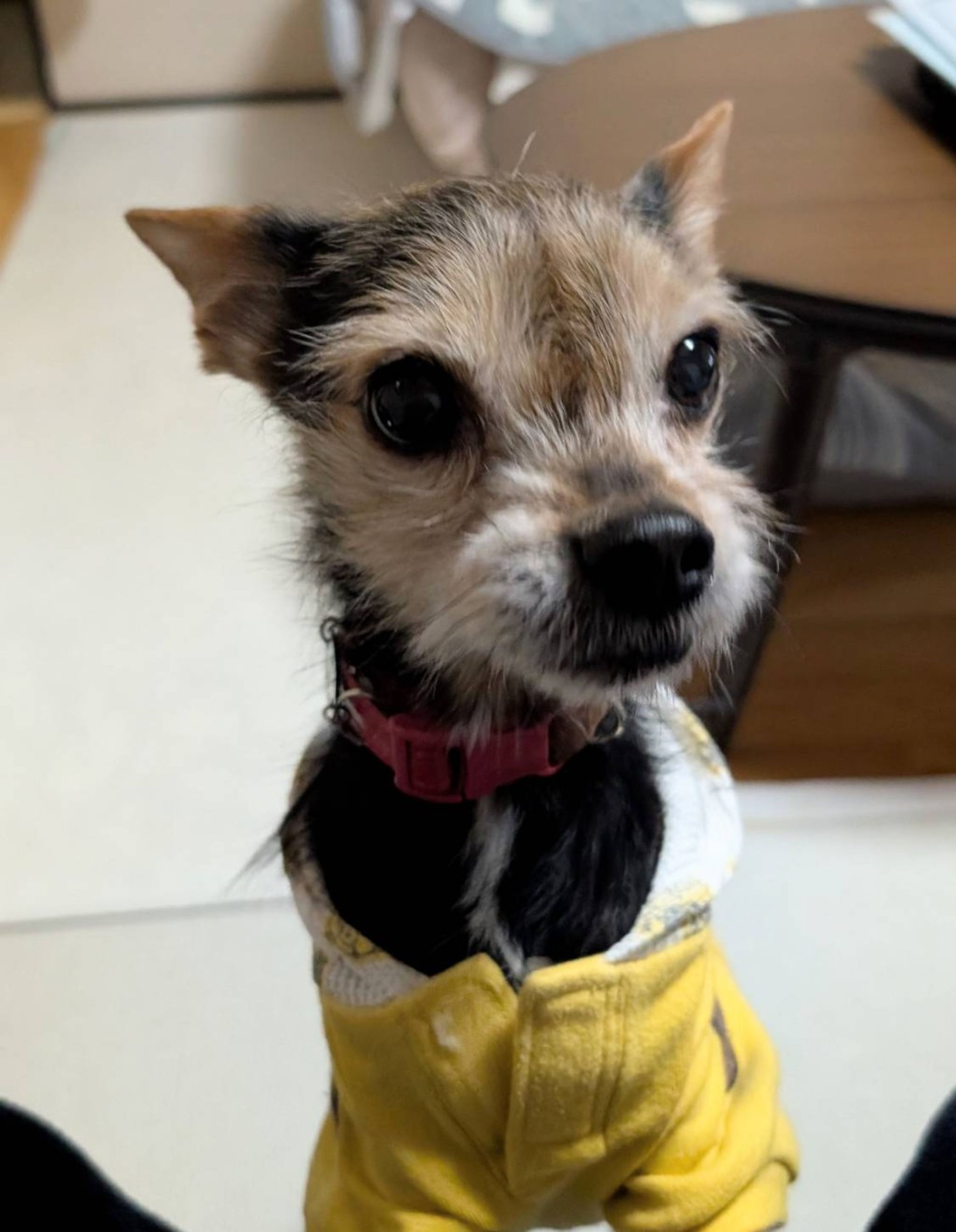 pet-image-7
