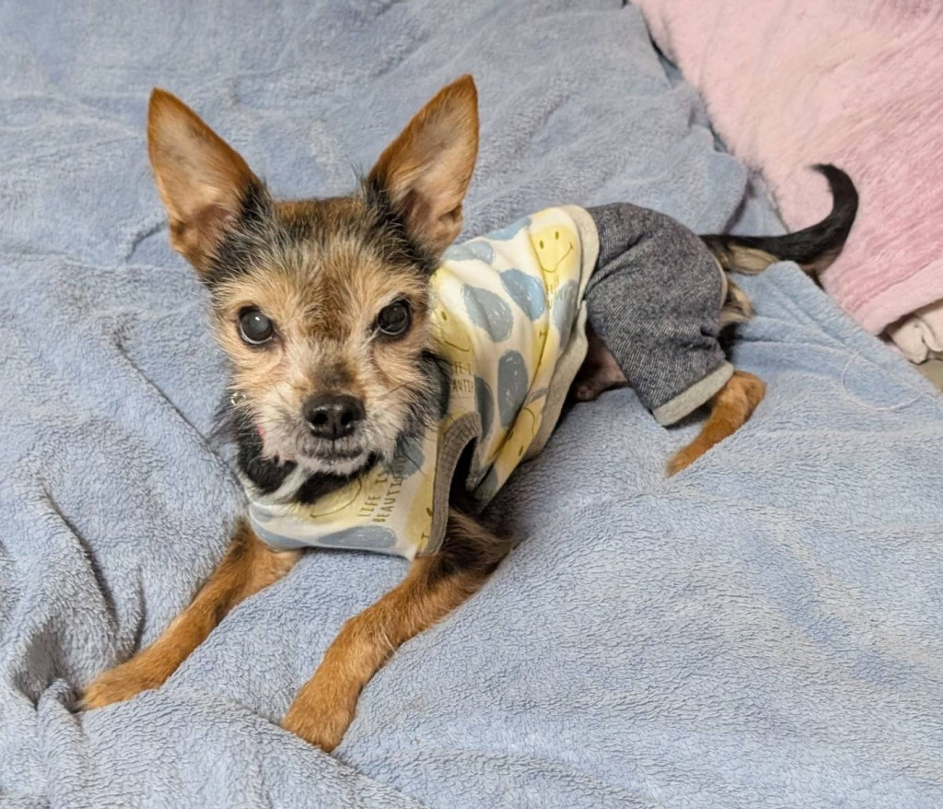 pet-image-8