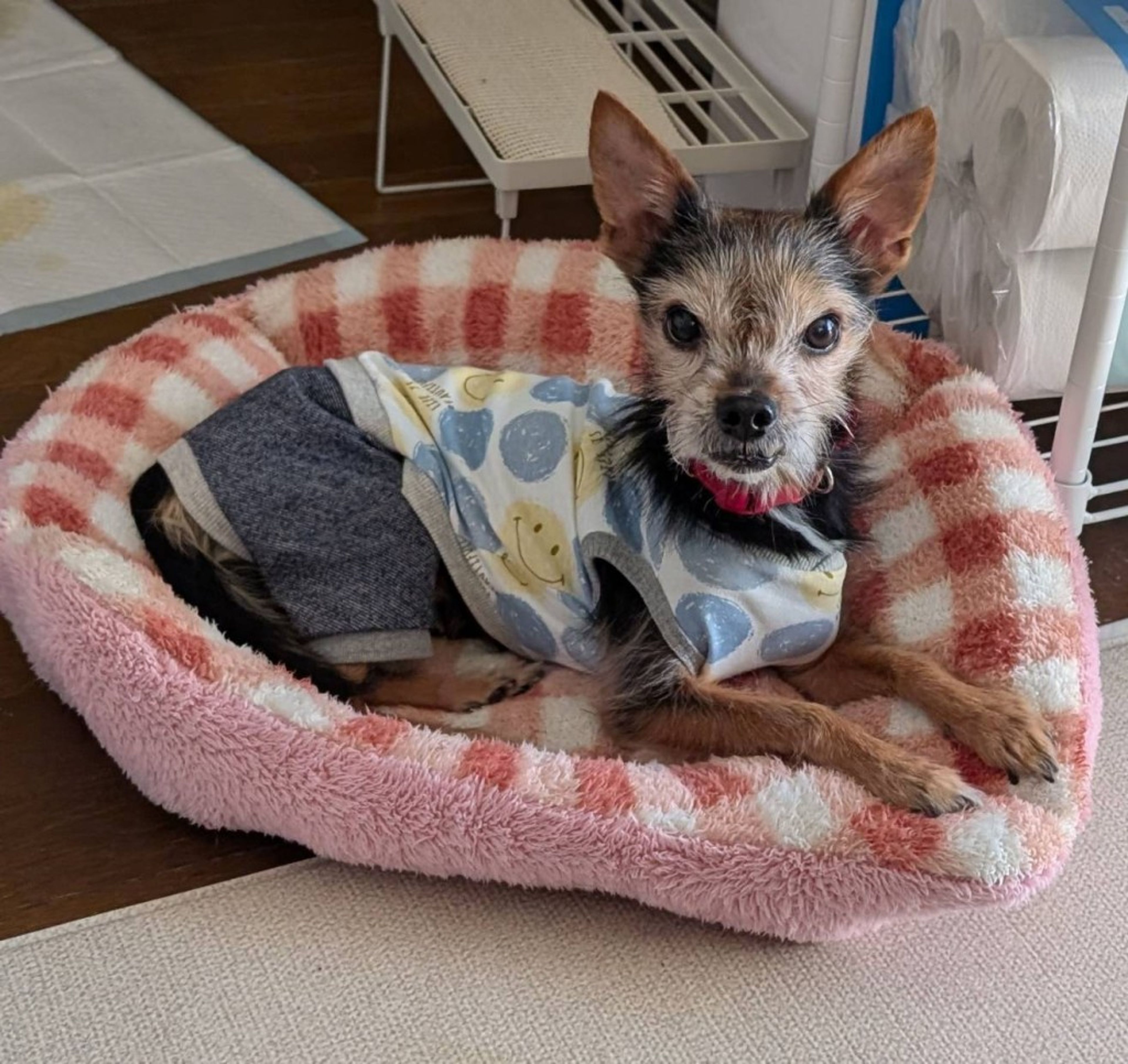pet-image-9