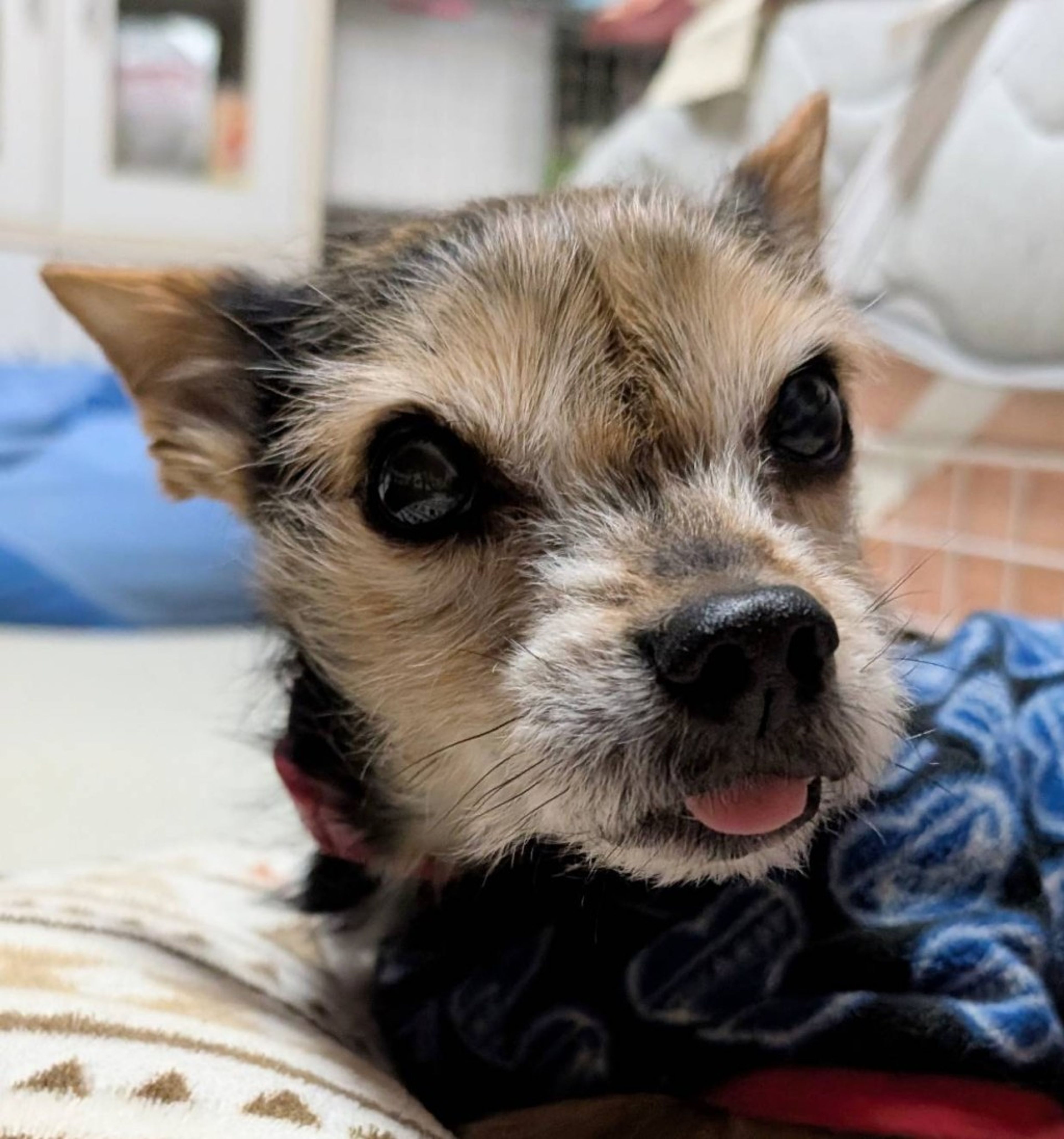 pet-image-4