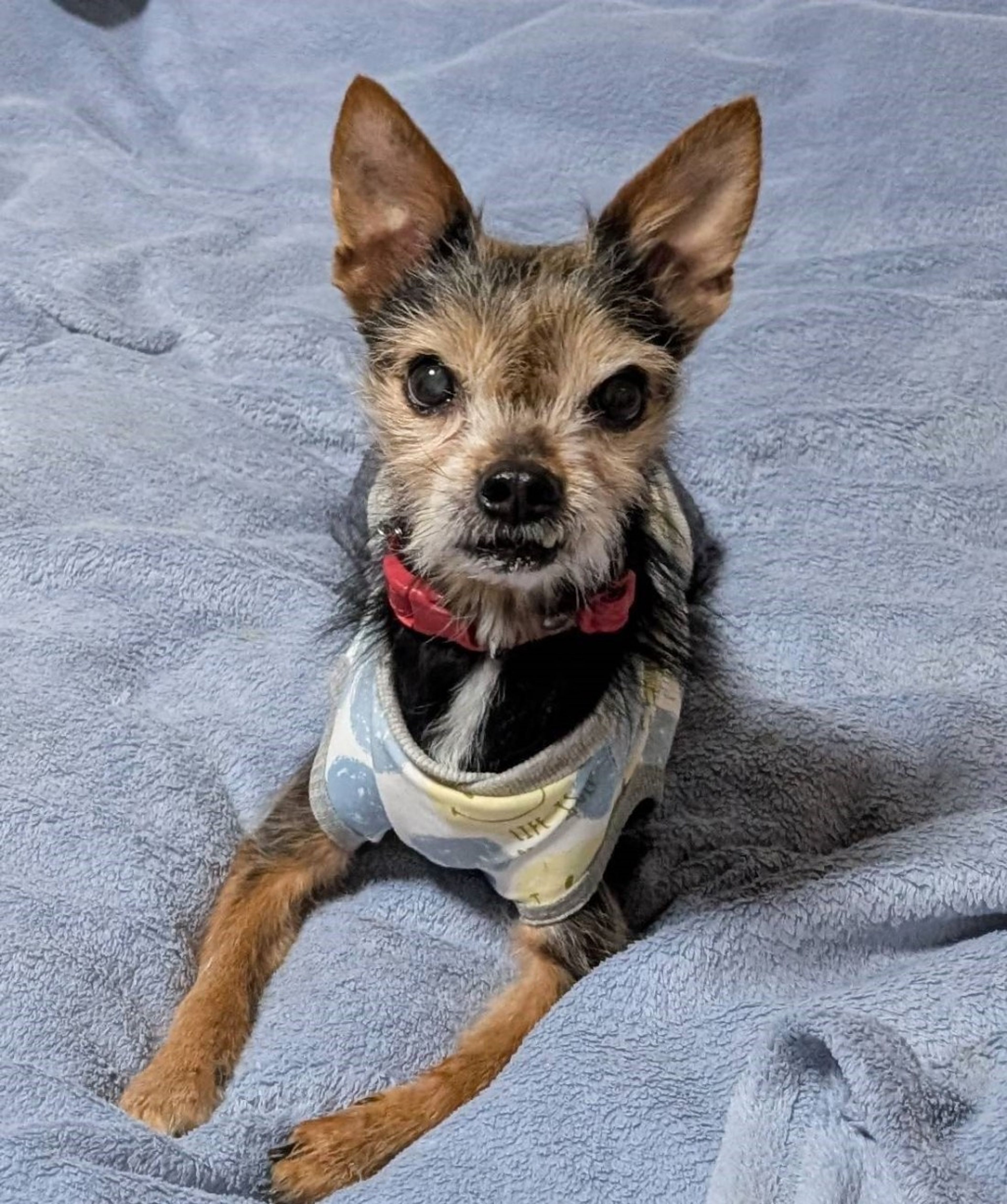 pet-image-5