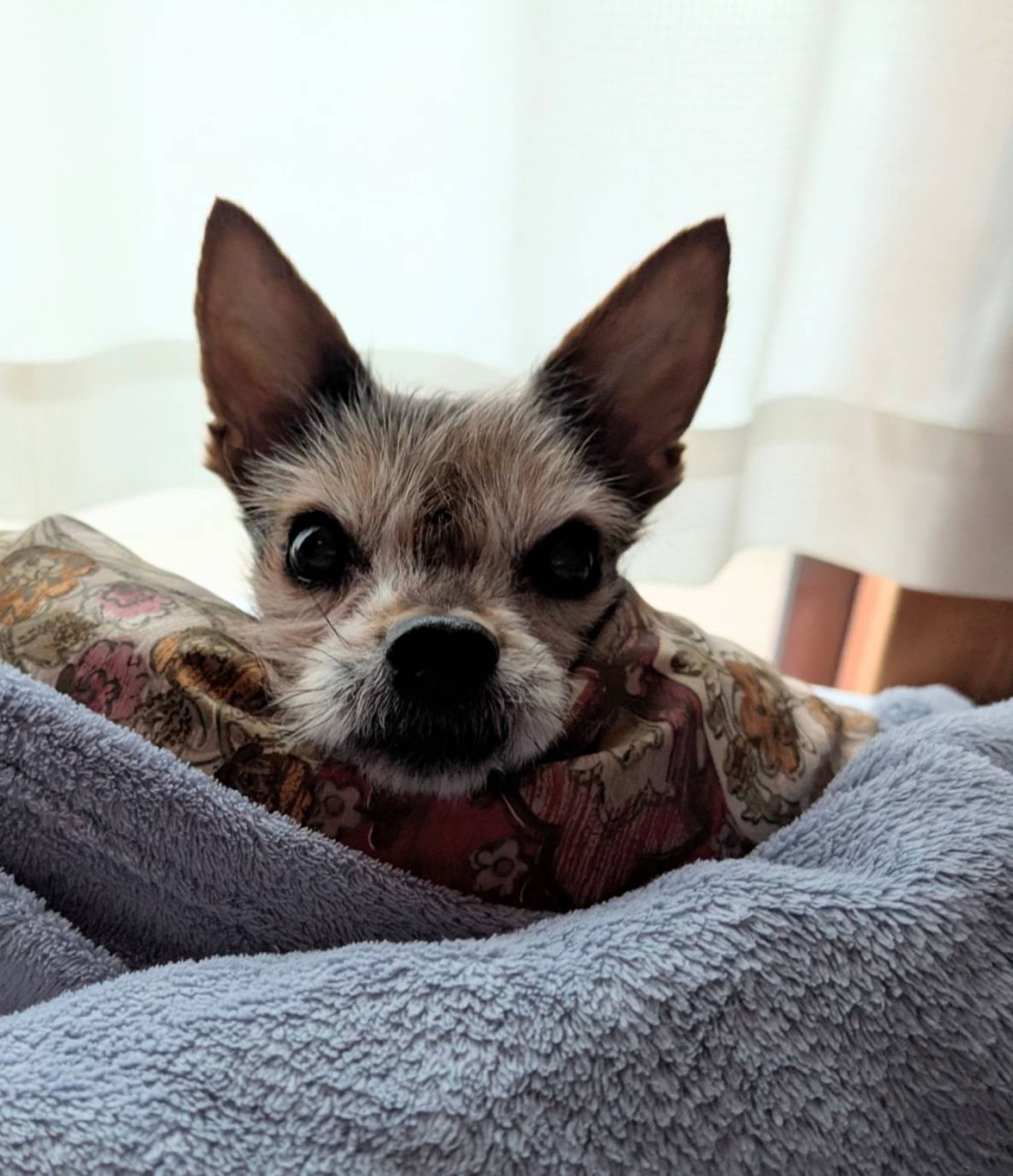 pet-image-6