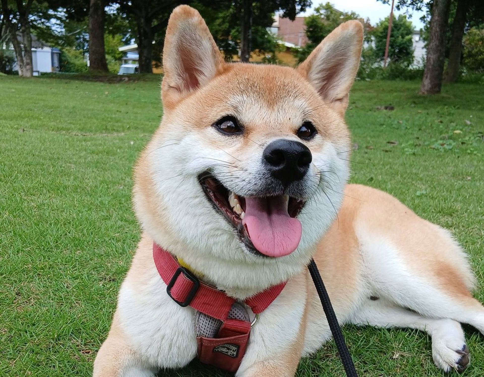 柴犬・オスの里親募集の写真