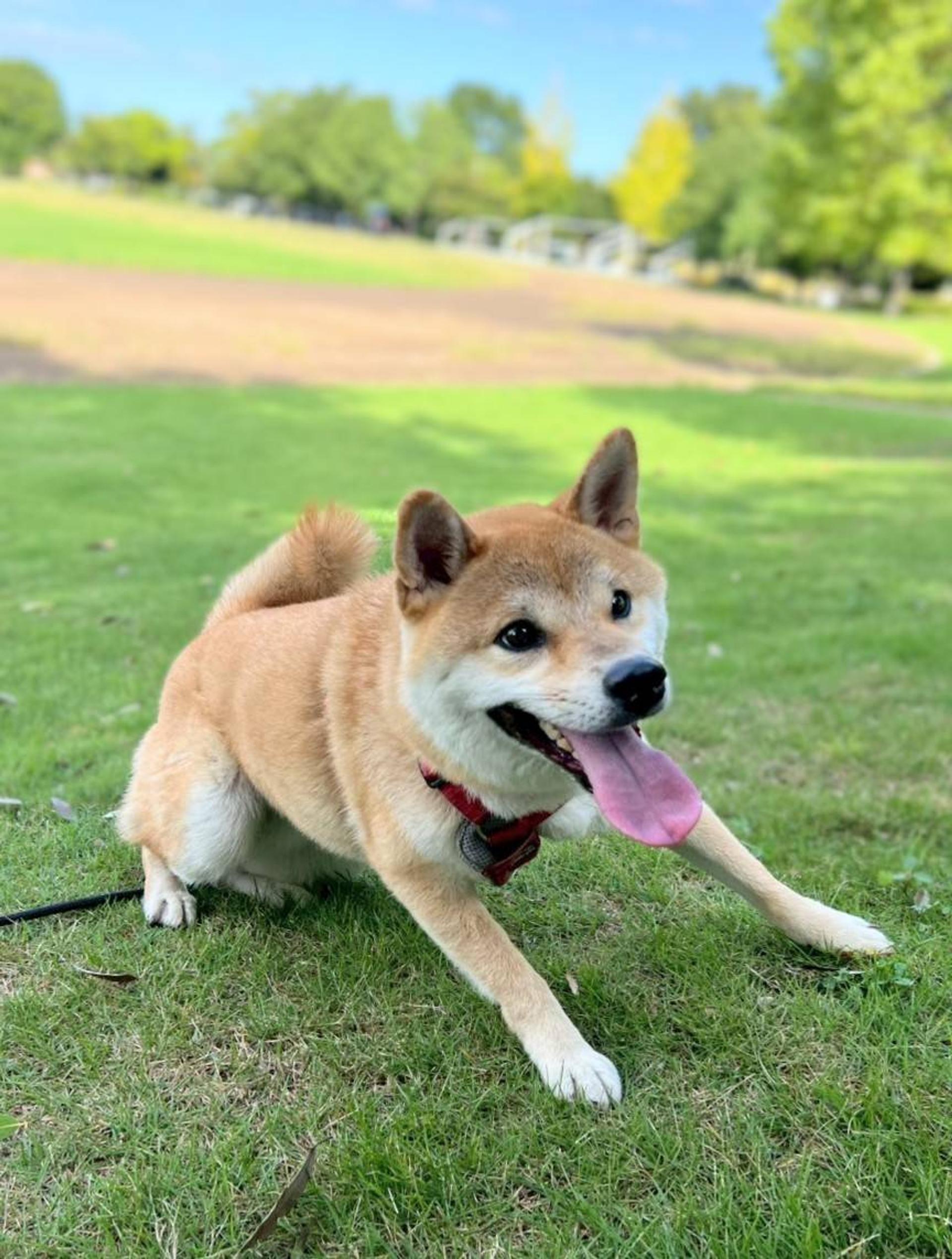 pet-image-2
