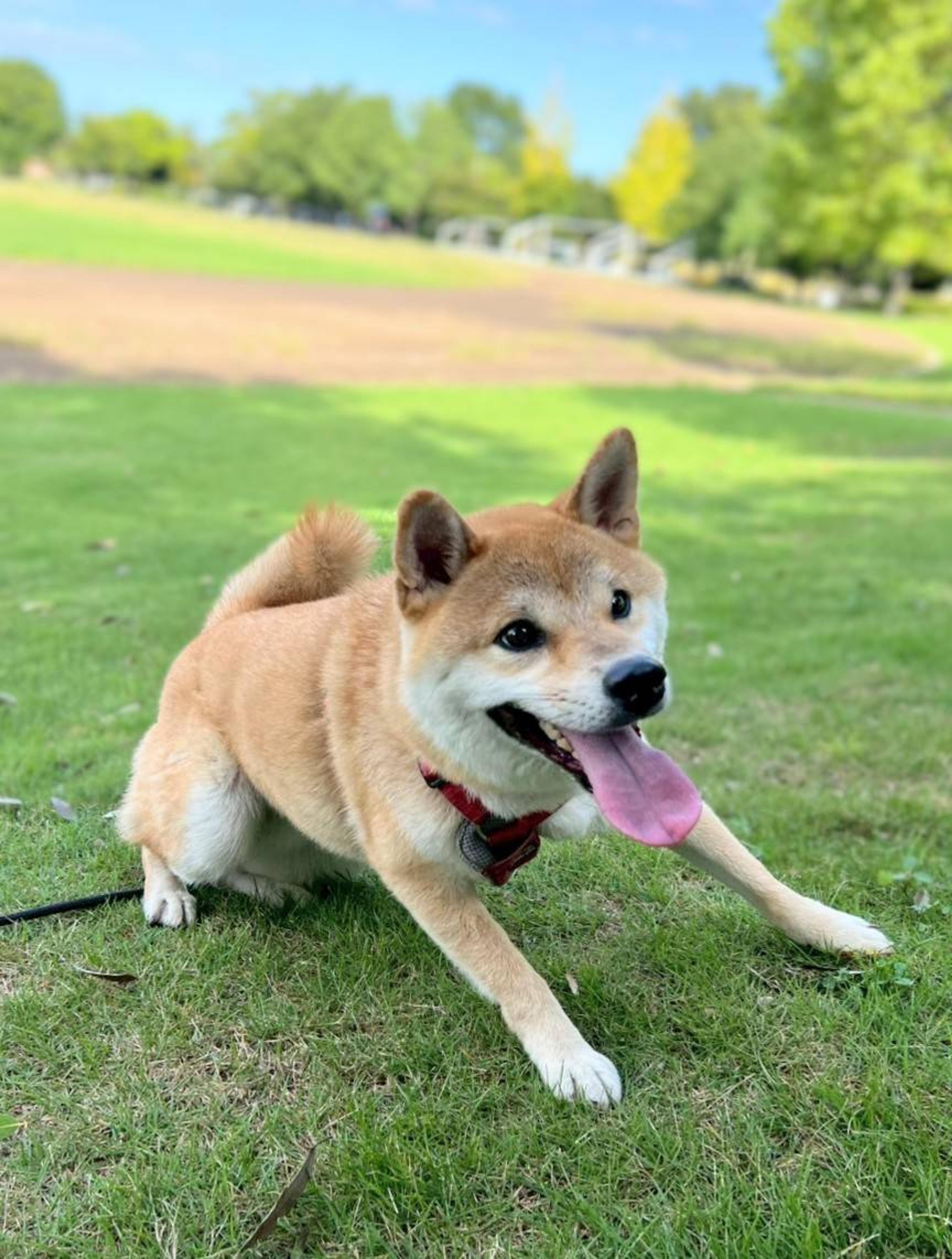pet-image-2