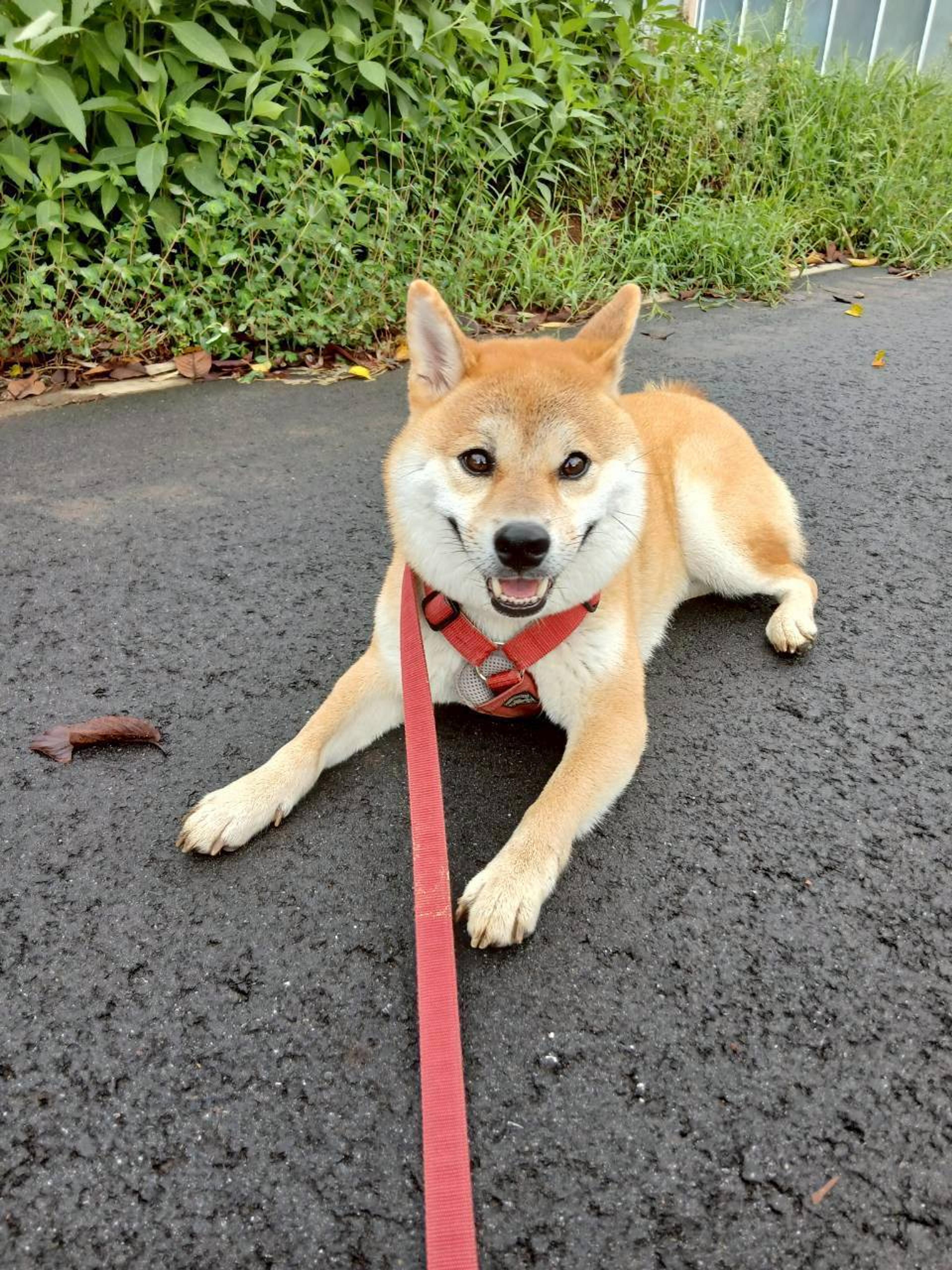 pet-image-4
