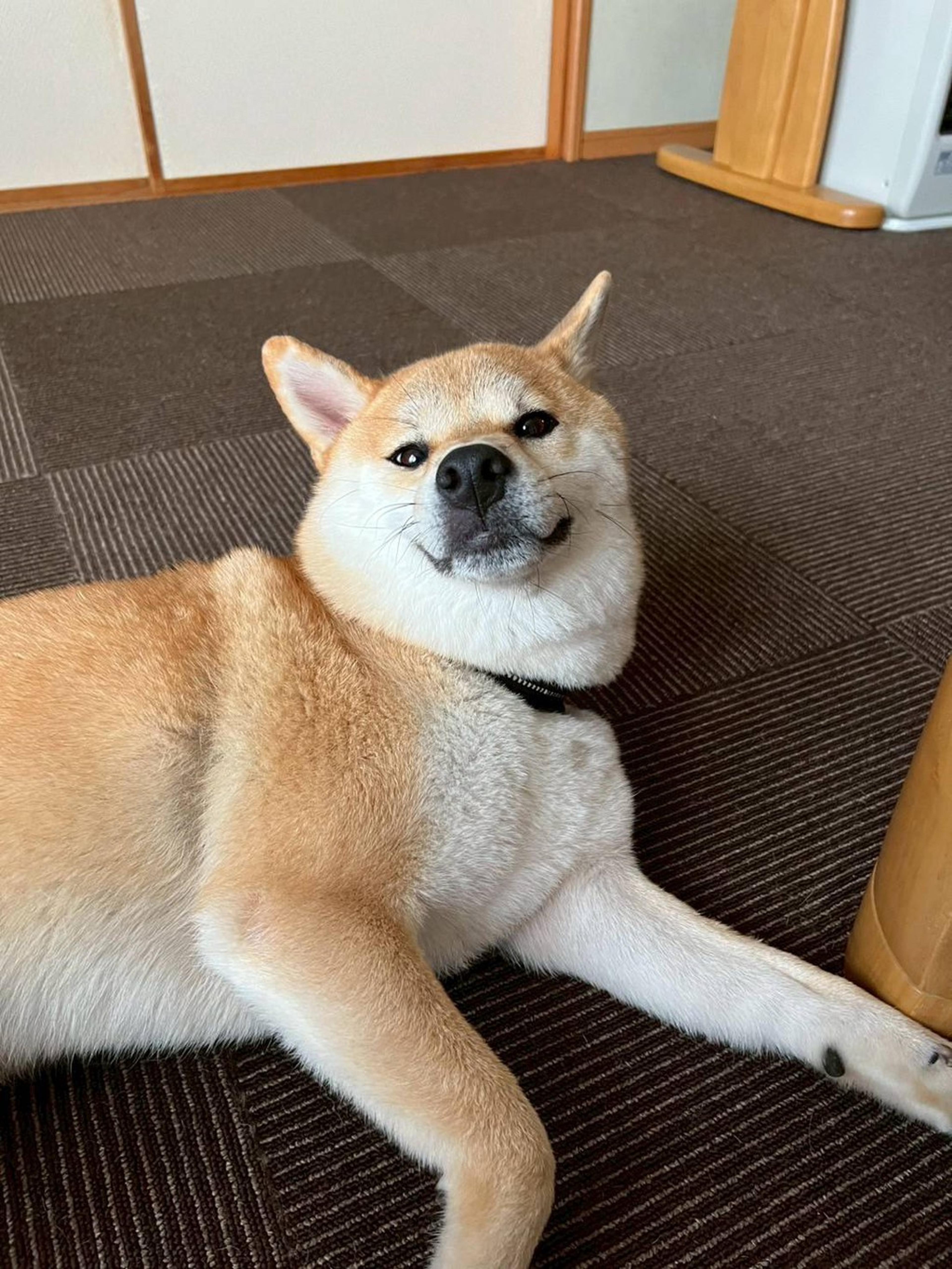 pet-image-5