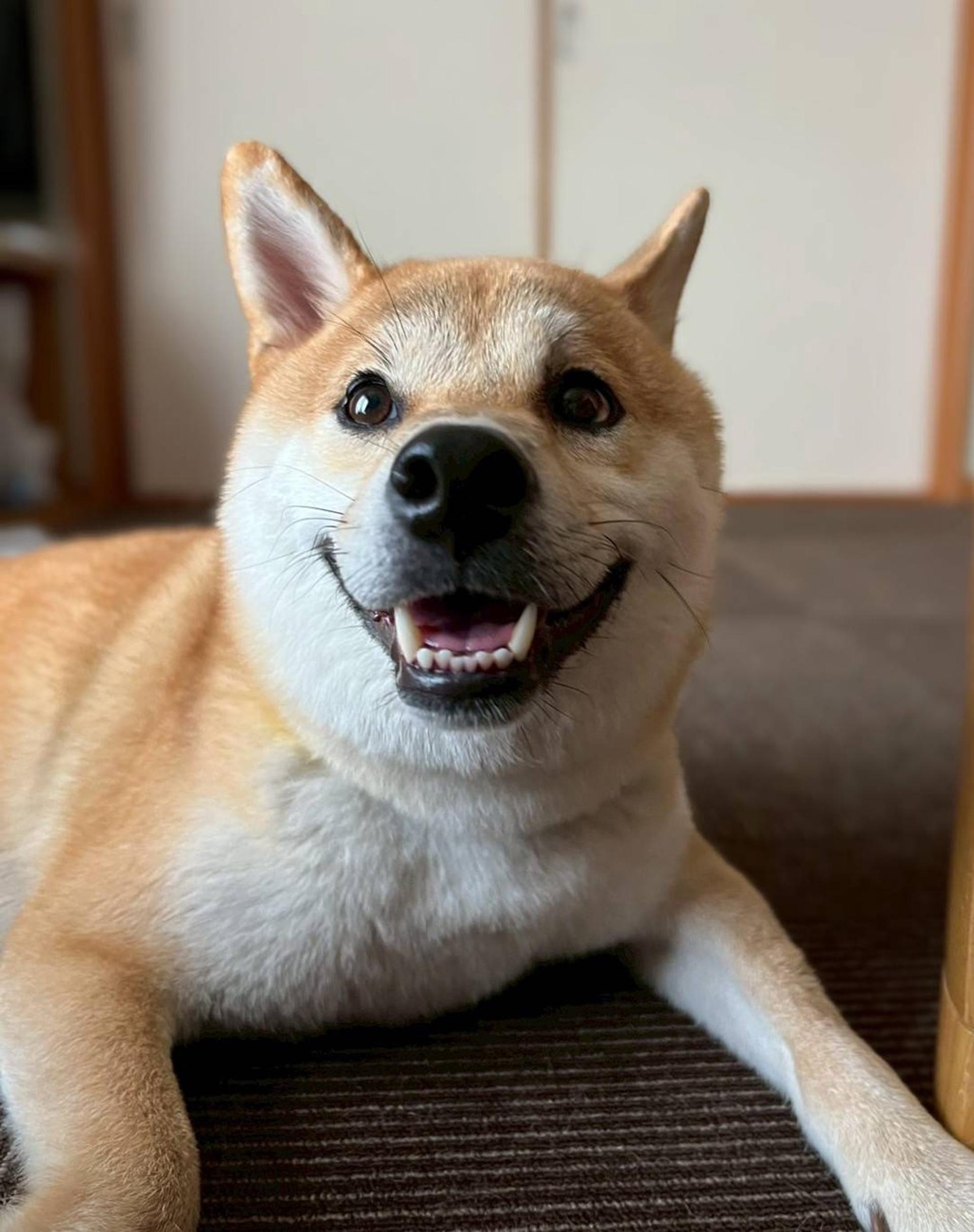 pet-image-7