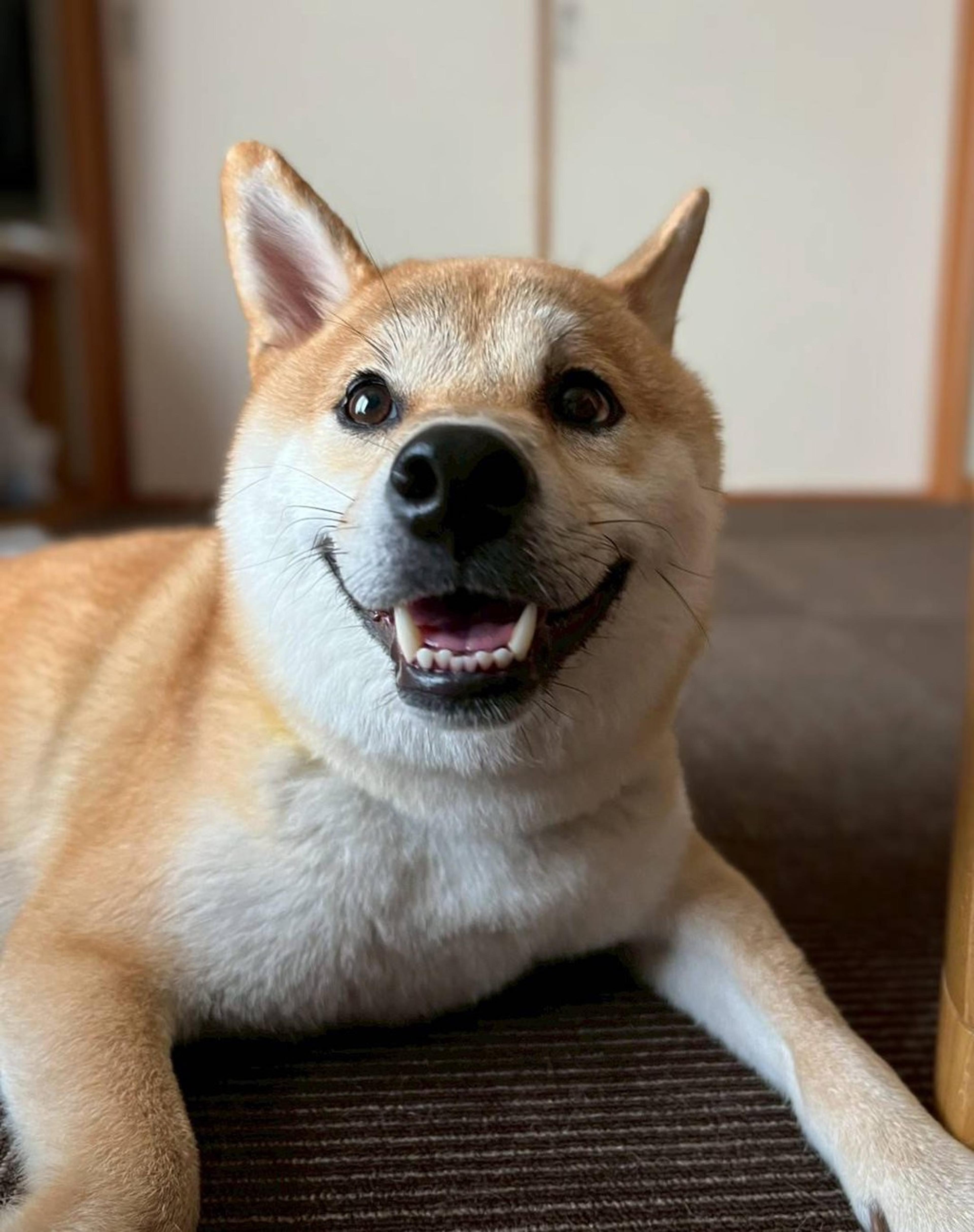 pet-image-7