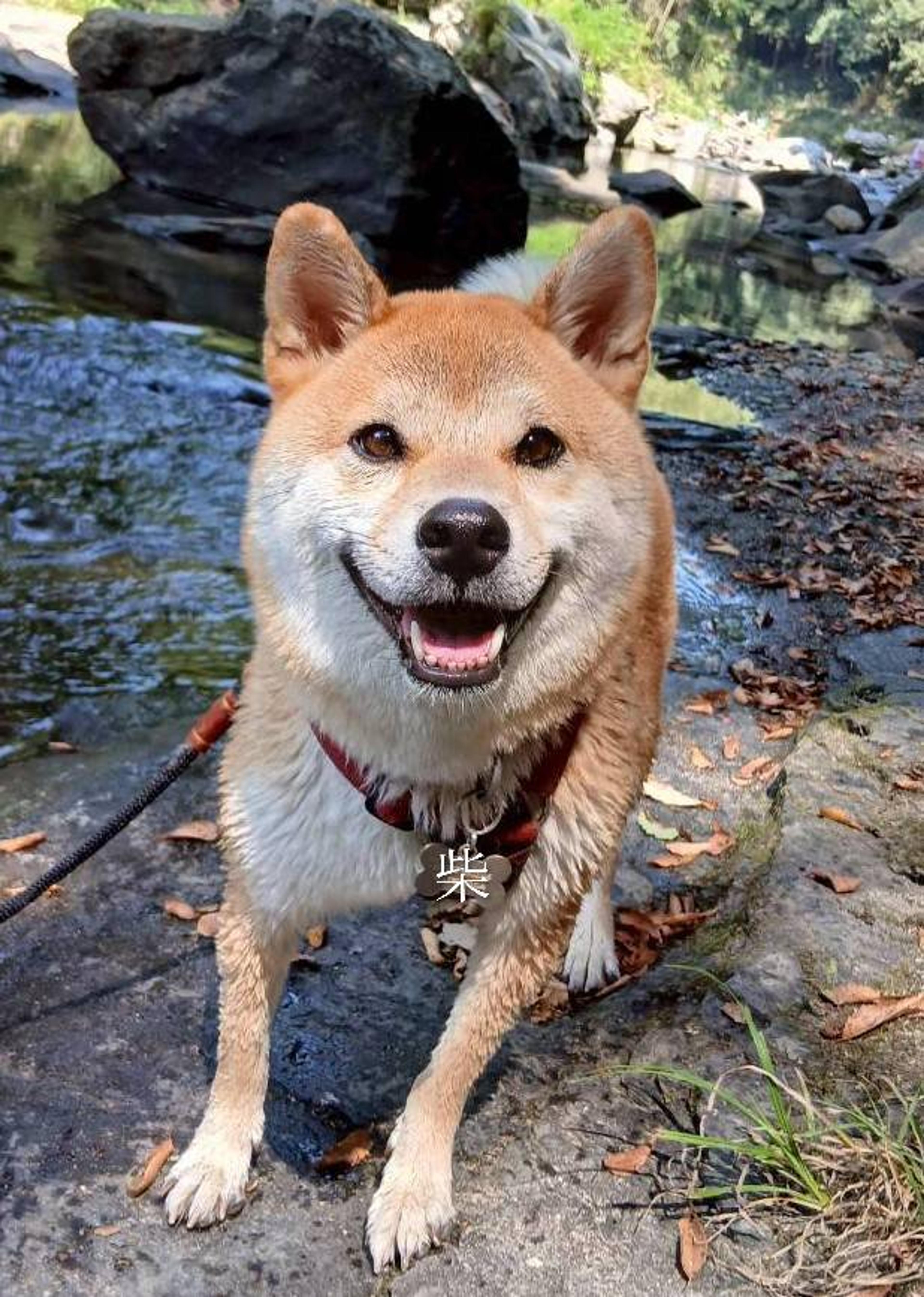 pet-image-8