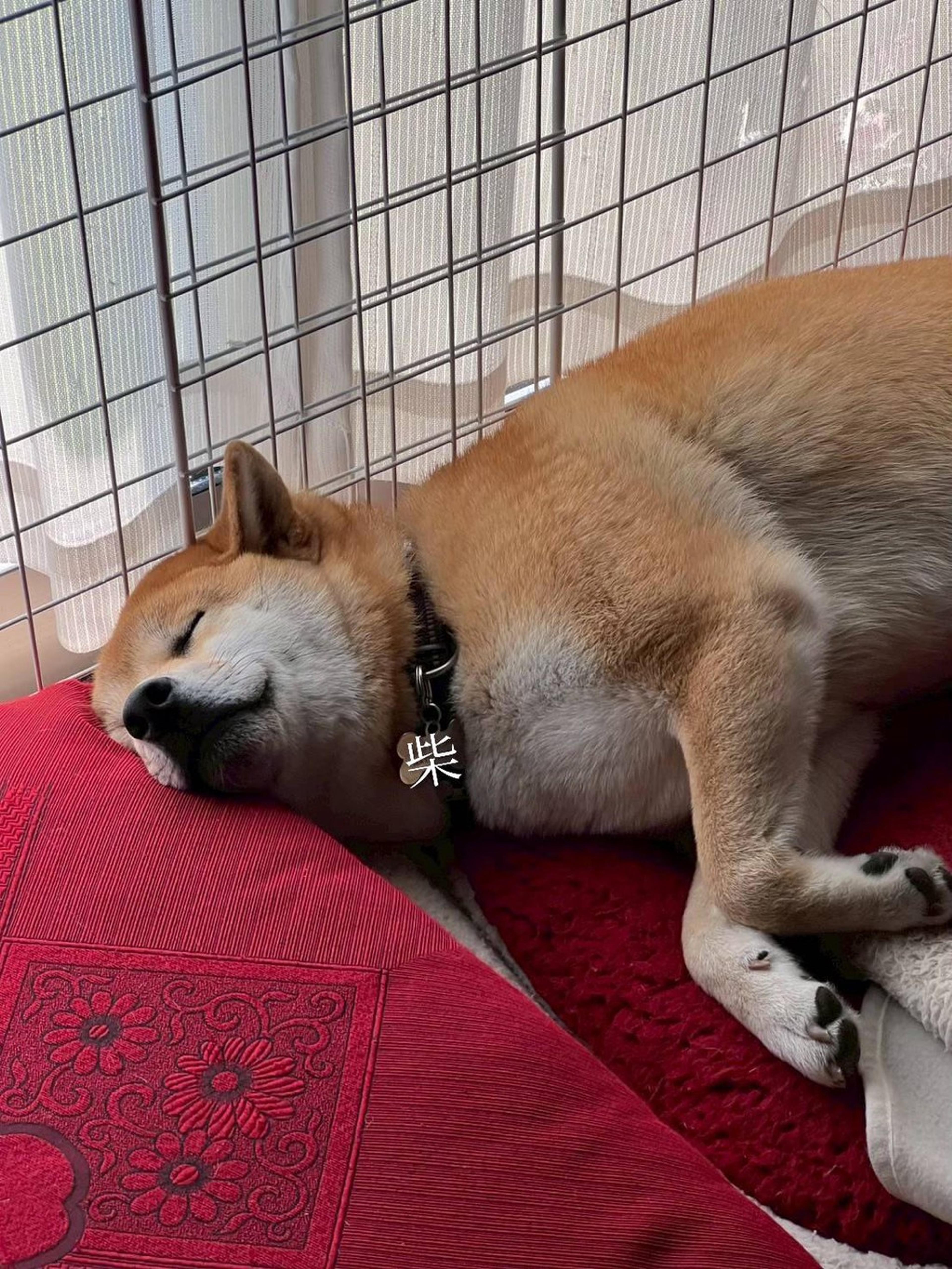 pet-image-6