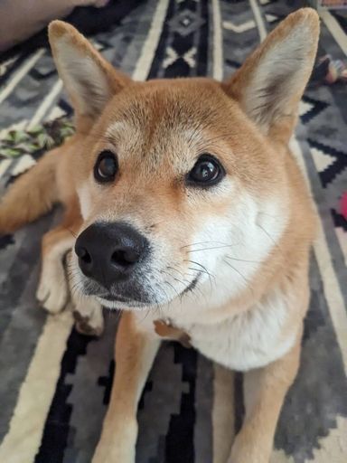 柴犬の男の子 そうすけくん