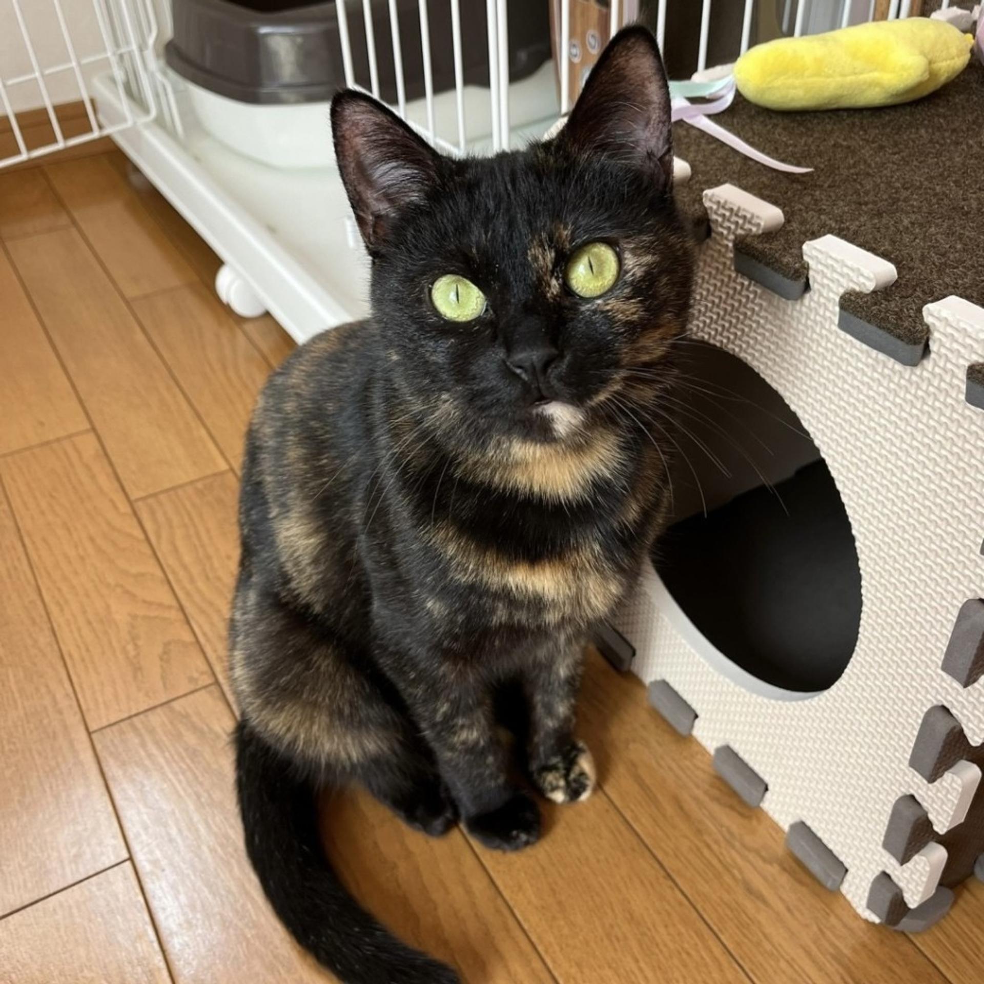 pet-image-10