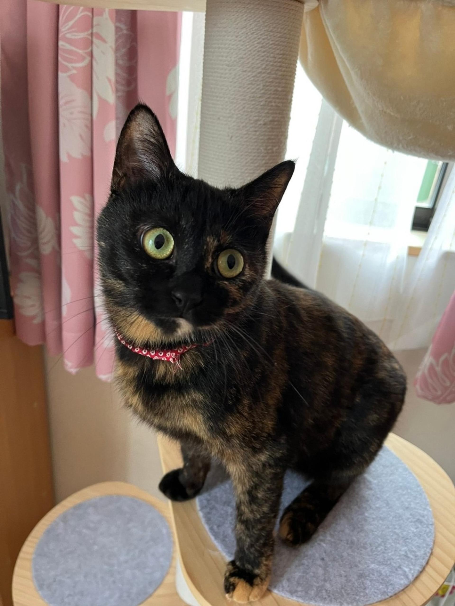 pet-image-2