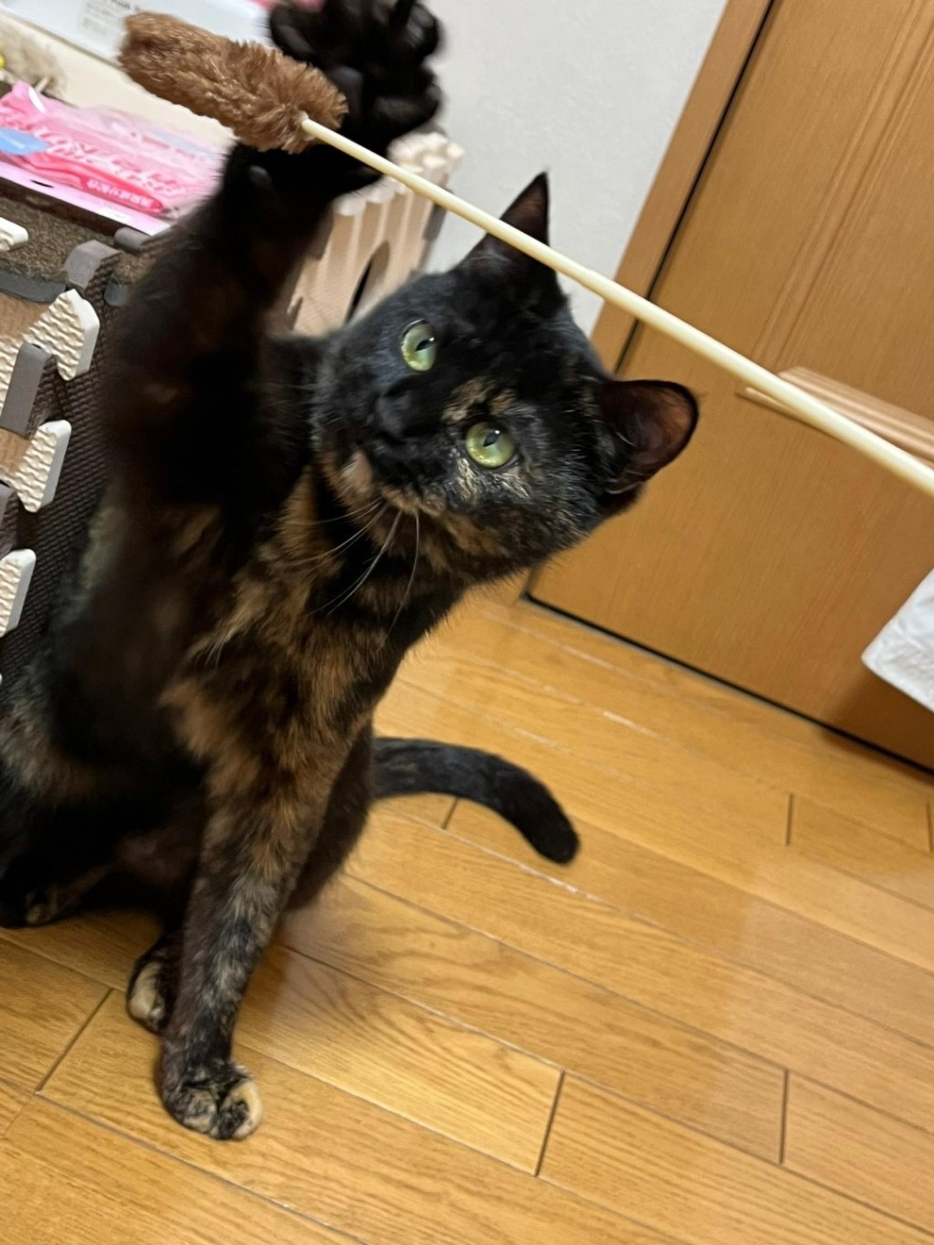 pet-image-4